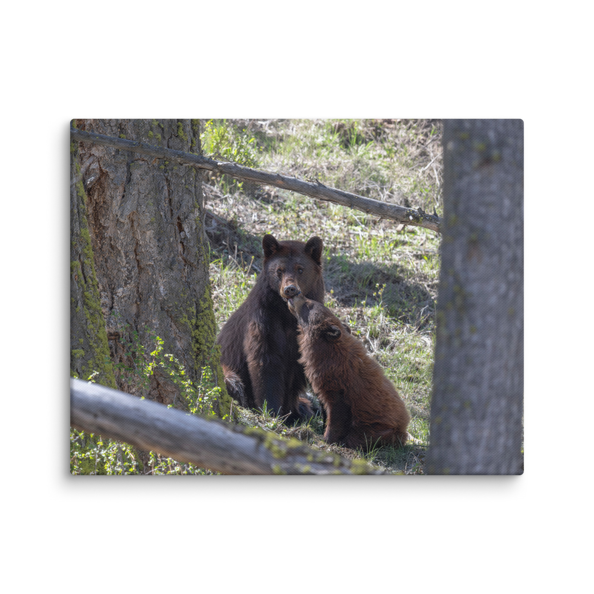 Cinnamon bear! Canvas - Image 3