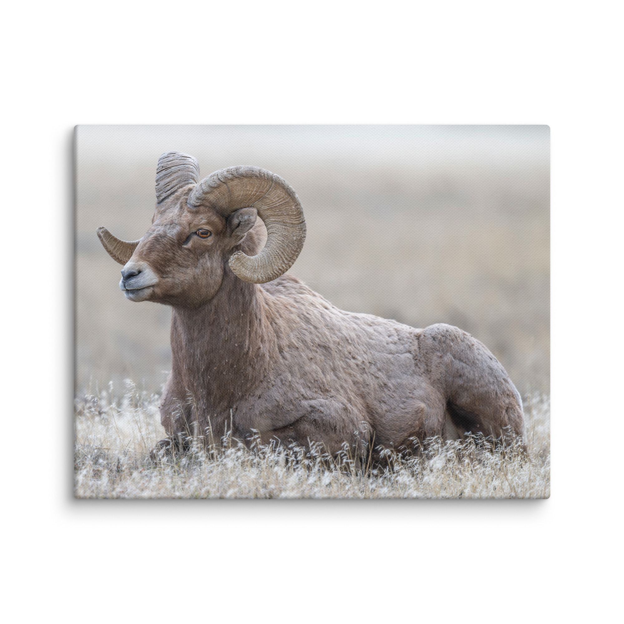Big Horn Sheep! Canvas