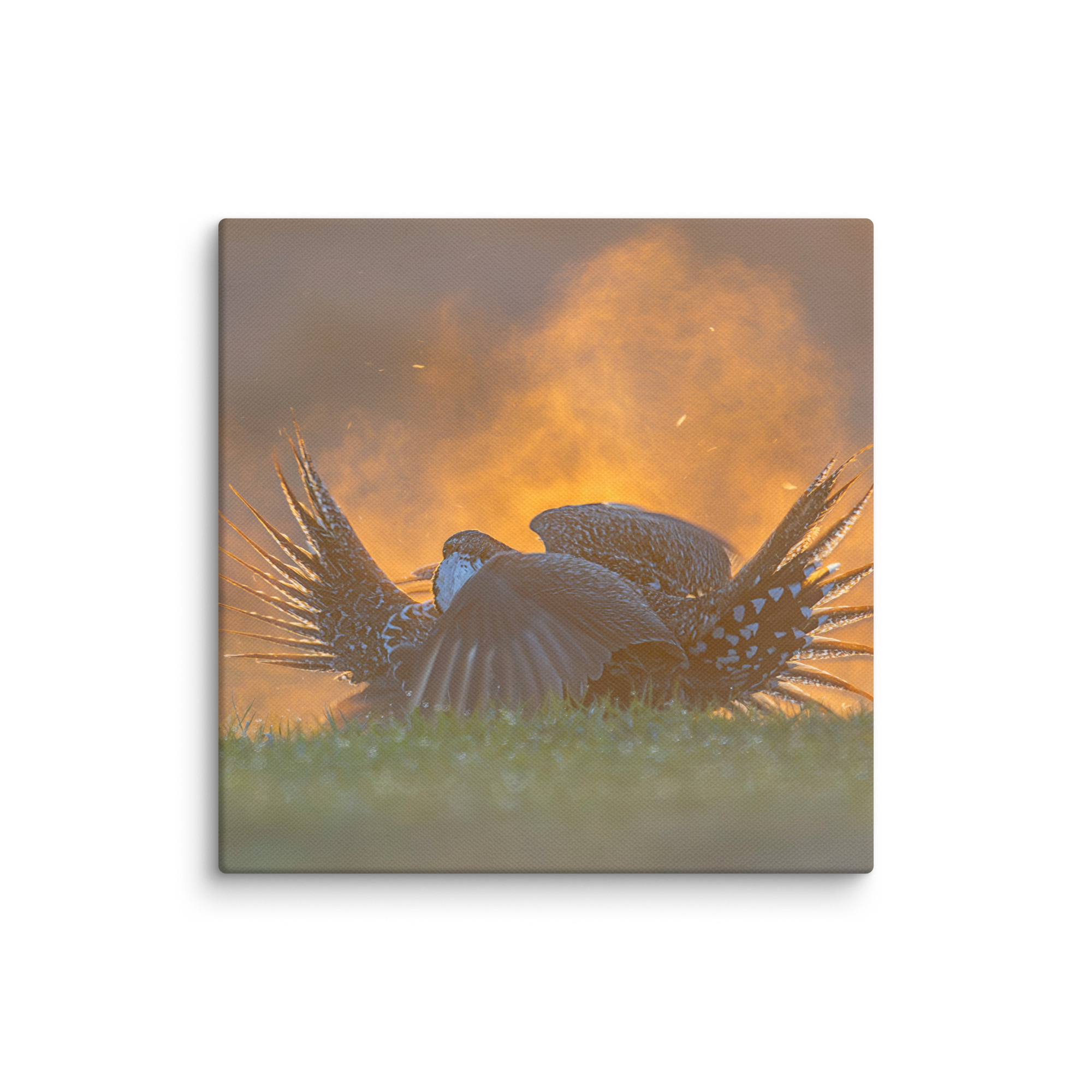 Sage Grouse Fight! Canvas - Image 19