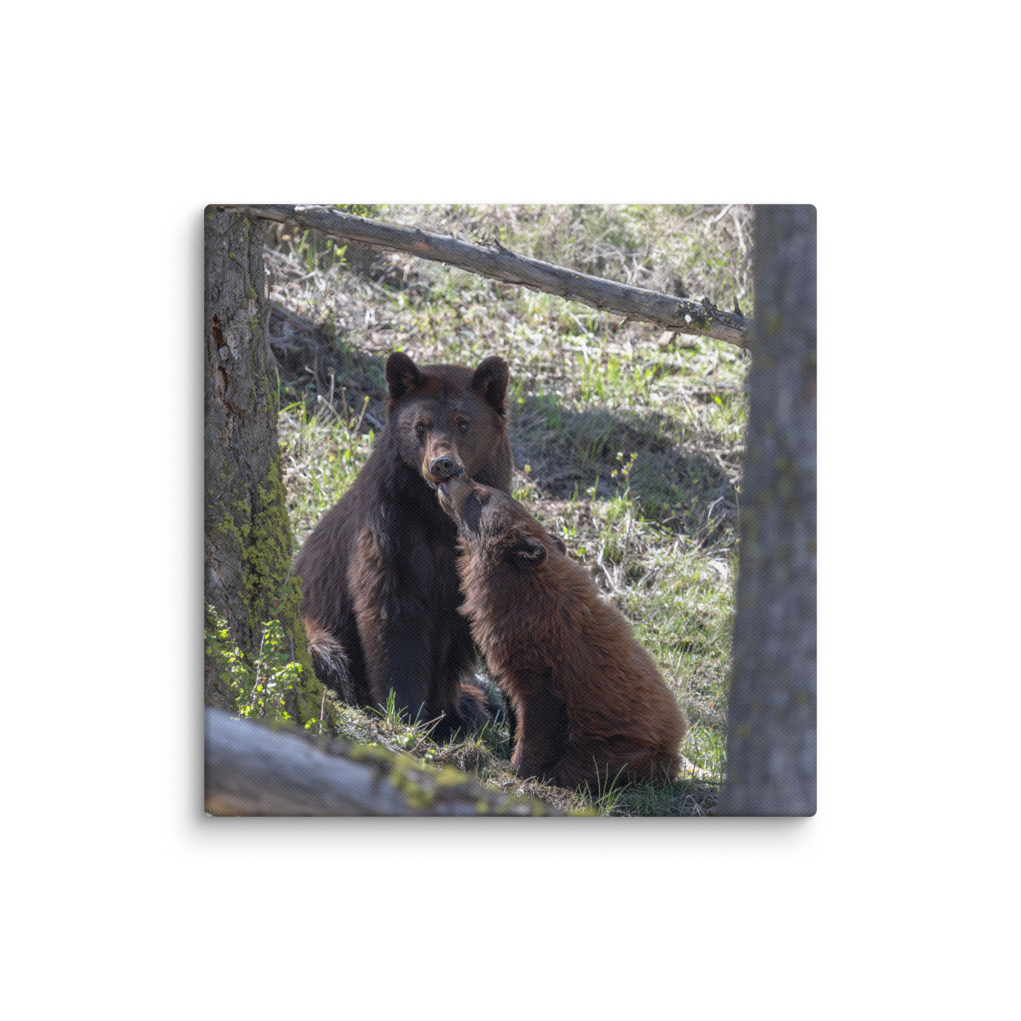 Cinnamon bear! Canvas - Image 24