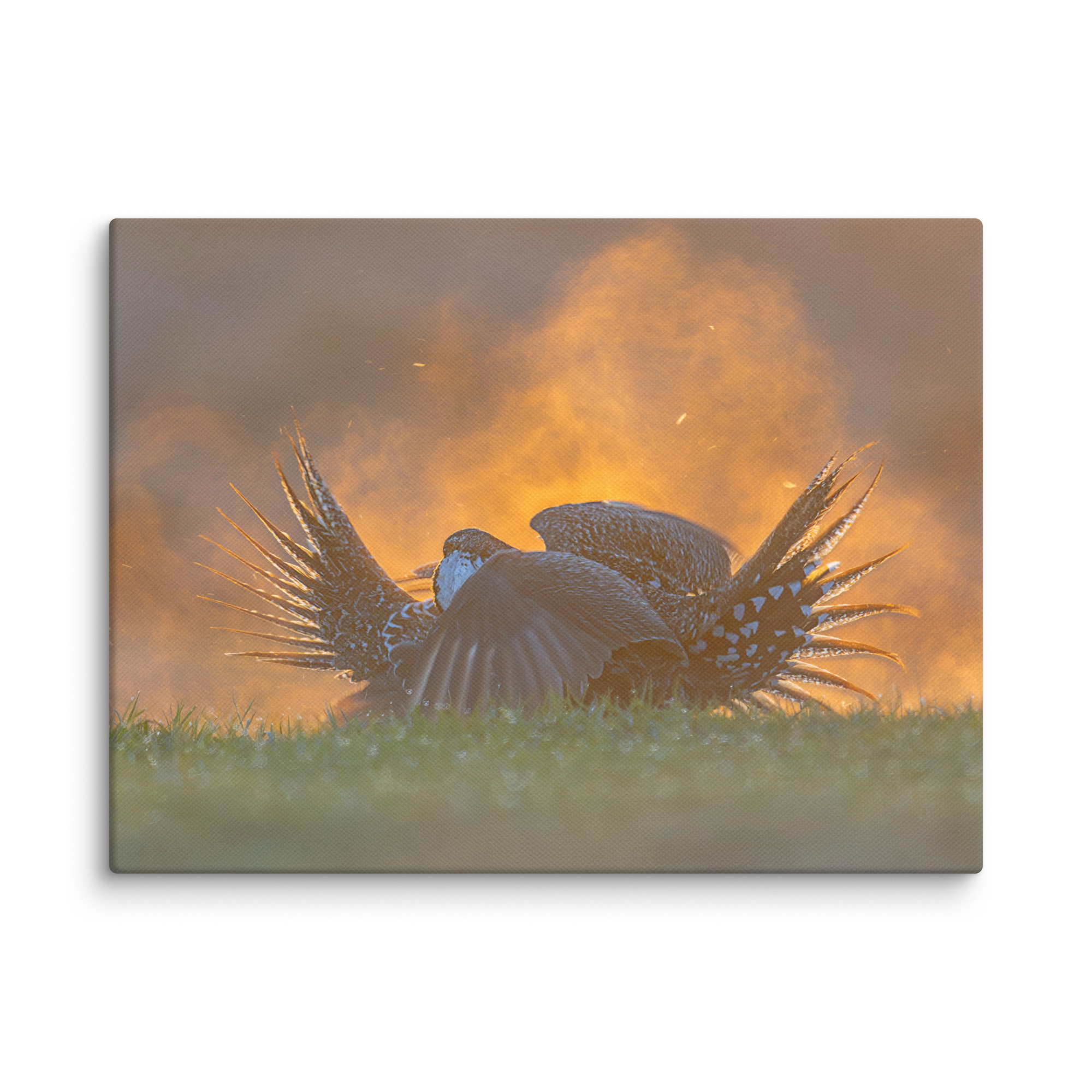 Sage Grouse Fight! Canvas - Image 20