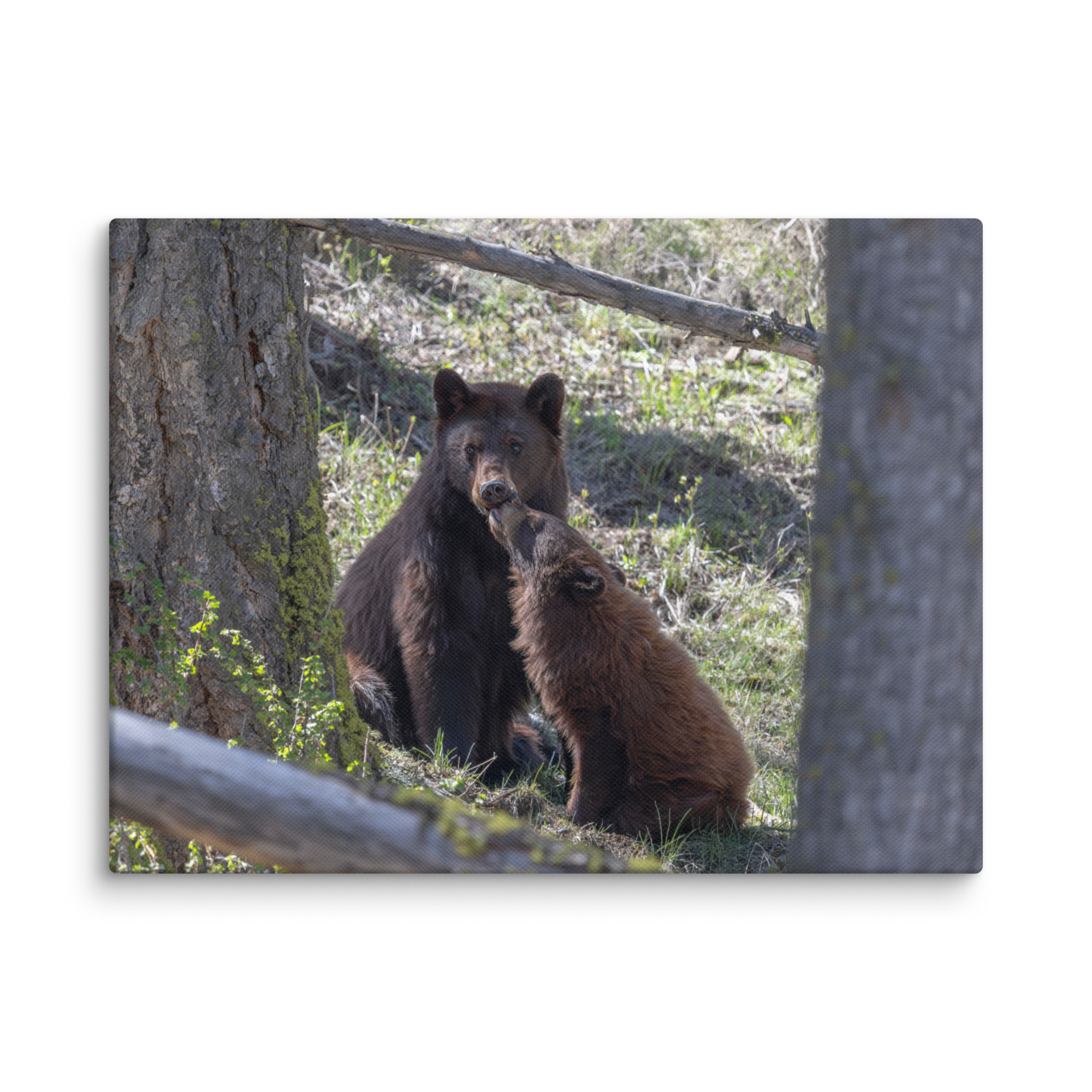 Cinnamon bear! Canvas - Image 25