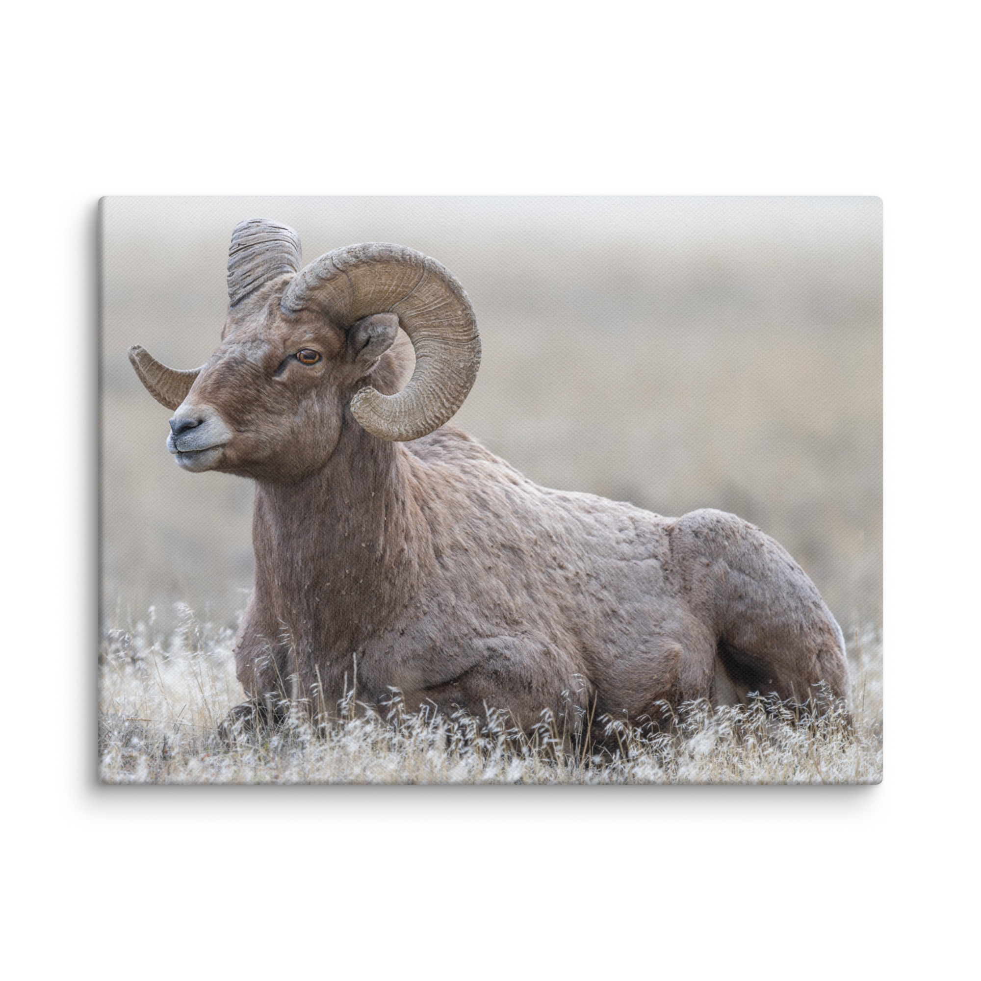 Big Horn Sheep! Canvas - Image 12