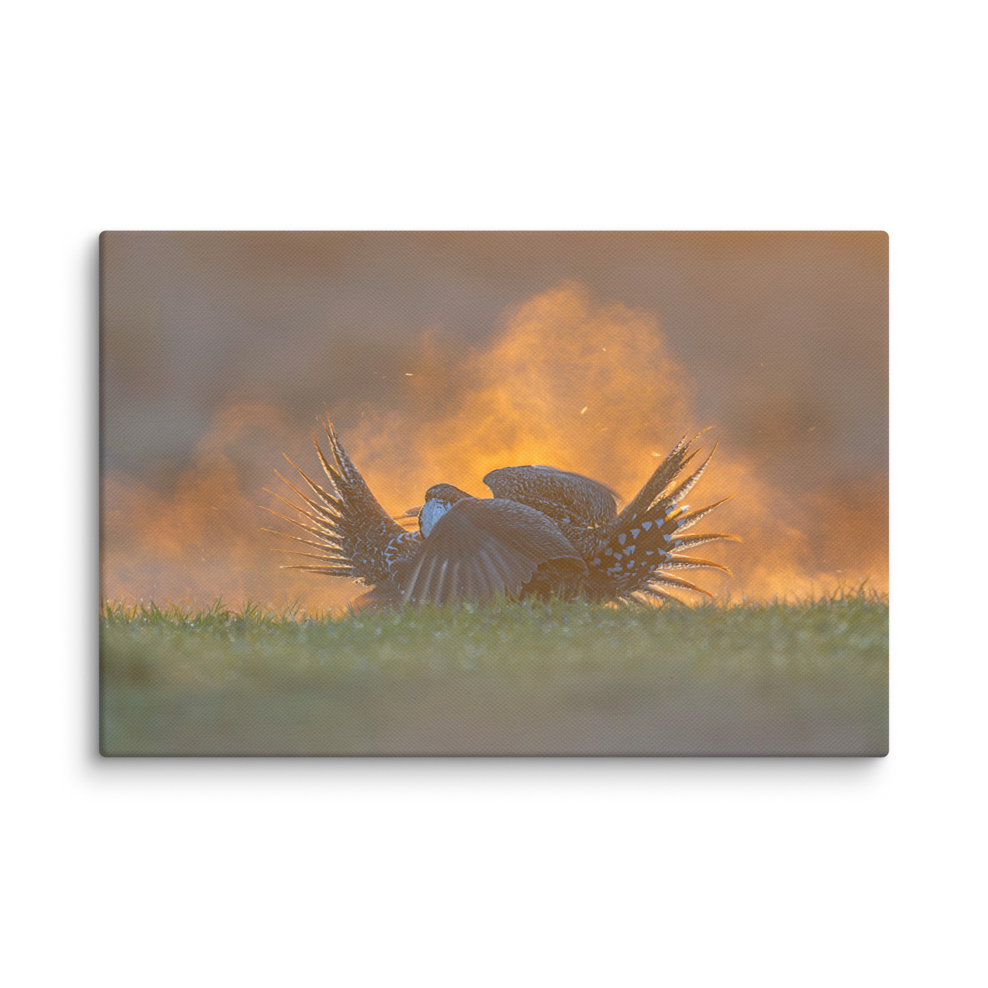 Sage Grouse Fight! Canvas - Image 4