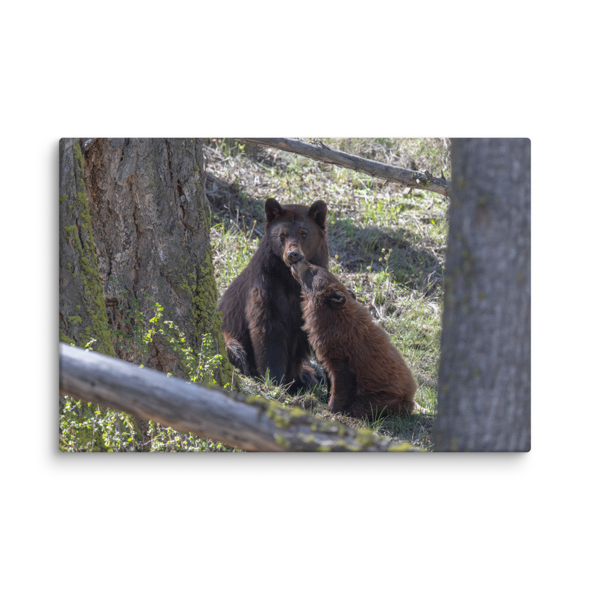 Cinnamon bear! Canvas - Image 4