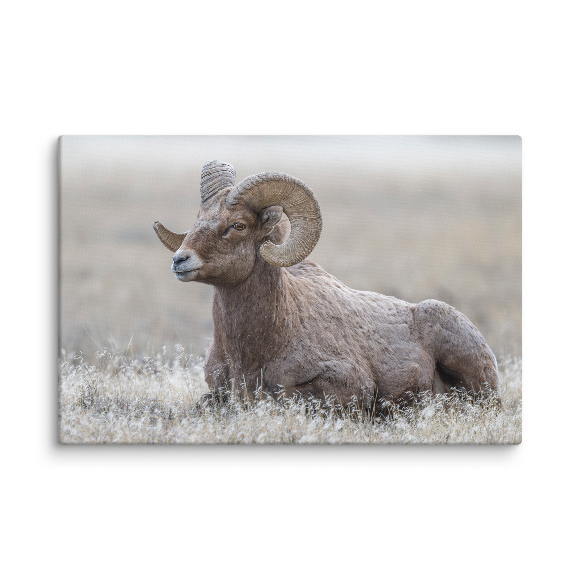 Big Horn Sheep! Canvas - Image 2