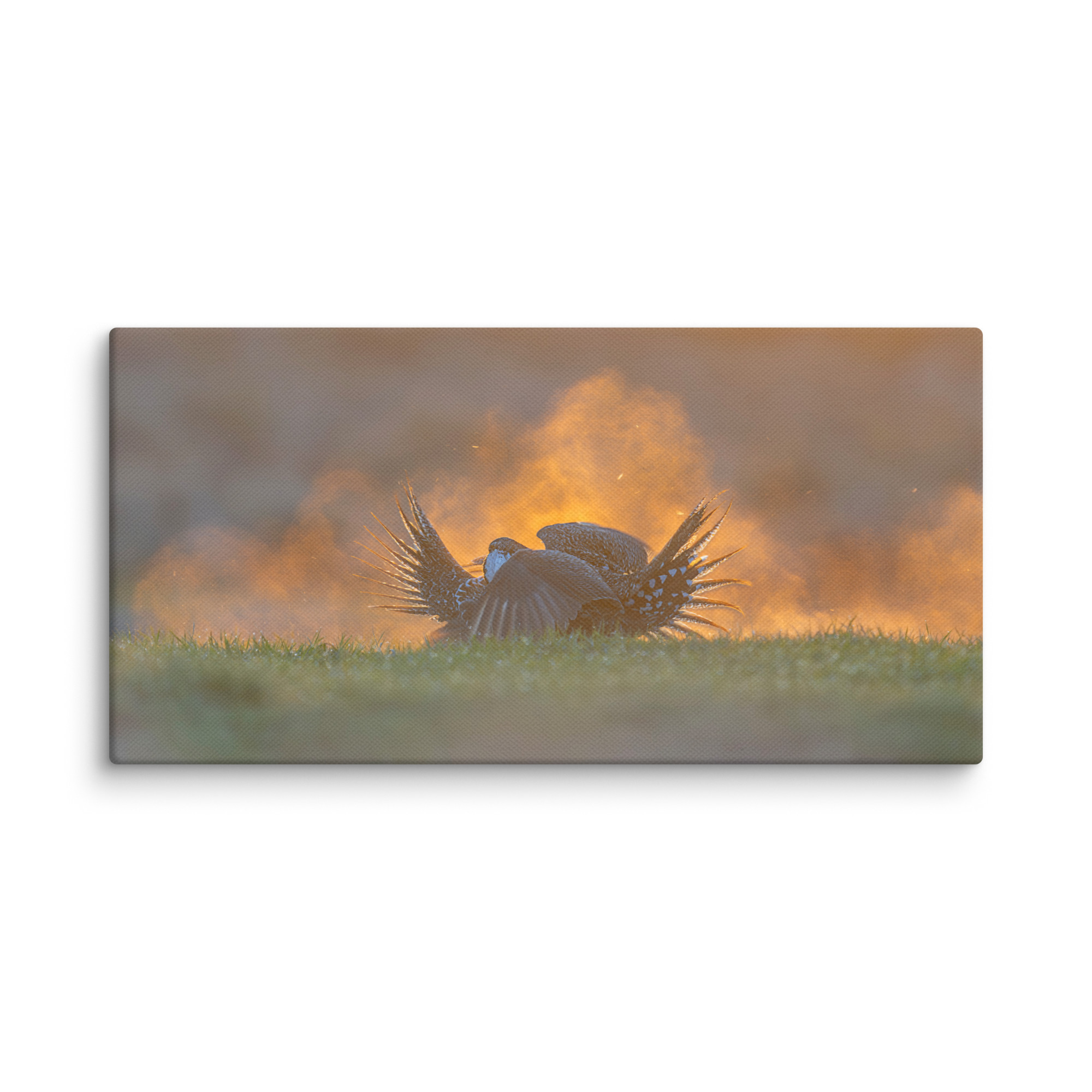 Sage Grouse Fight! Canvas - Image 5