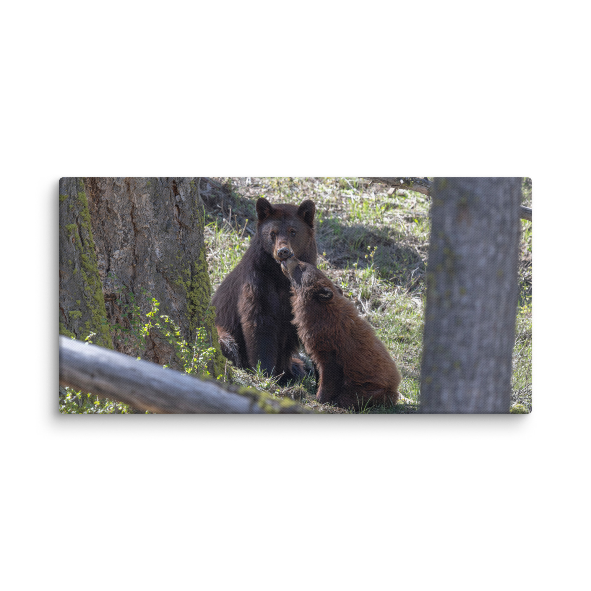 Cinnamon bear! Canvas - Image 5
