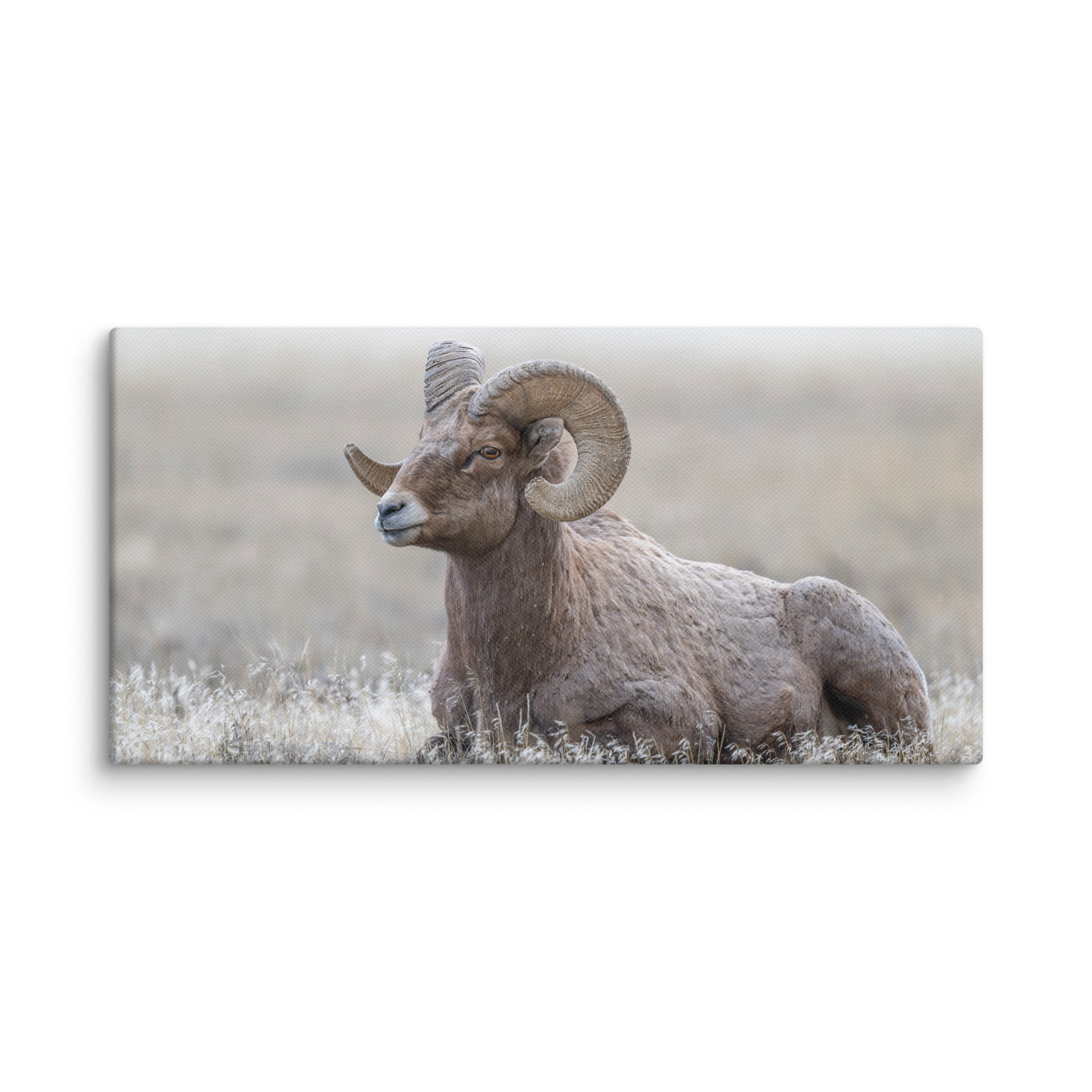 Big Horn Sheep! Canvas - Image 3