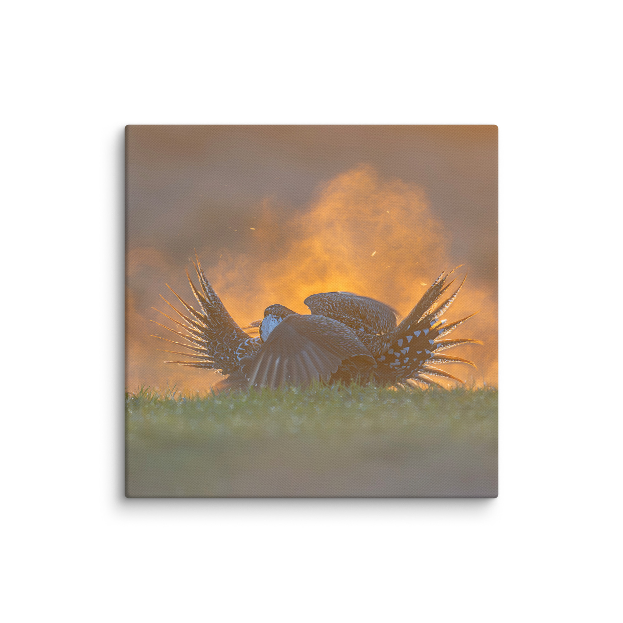 Sage Grouse Fight! Canvas - Image 6