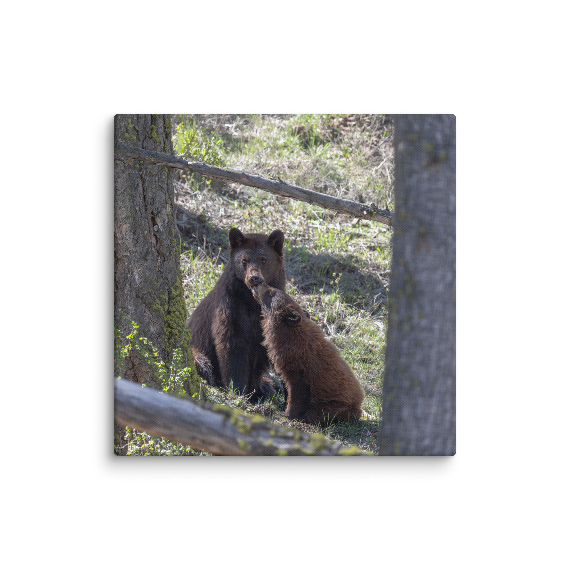 Cinnamon bear! Canvas - Image 6