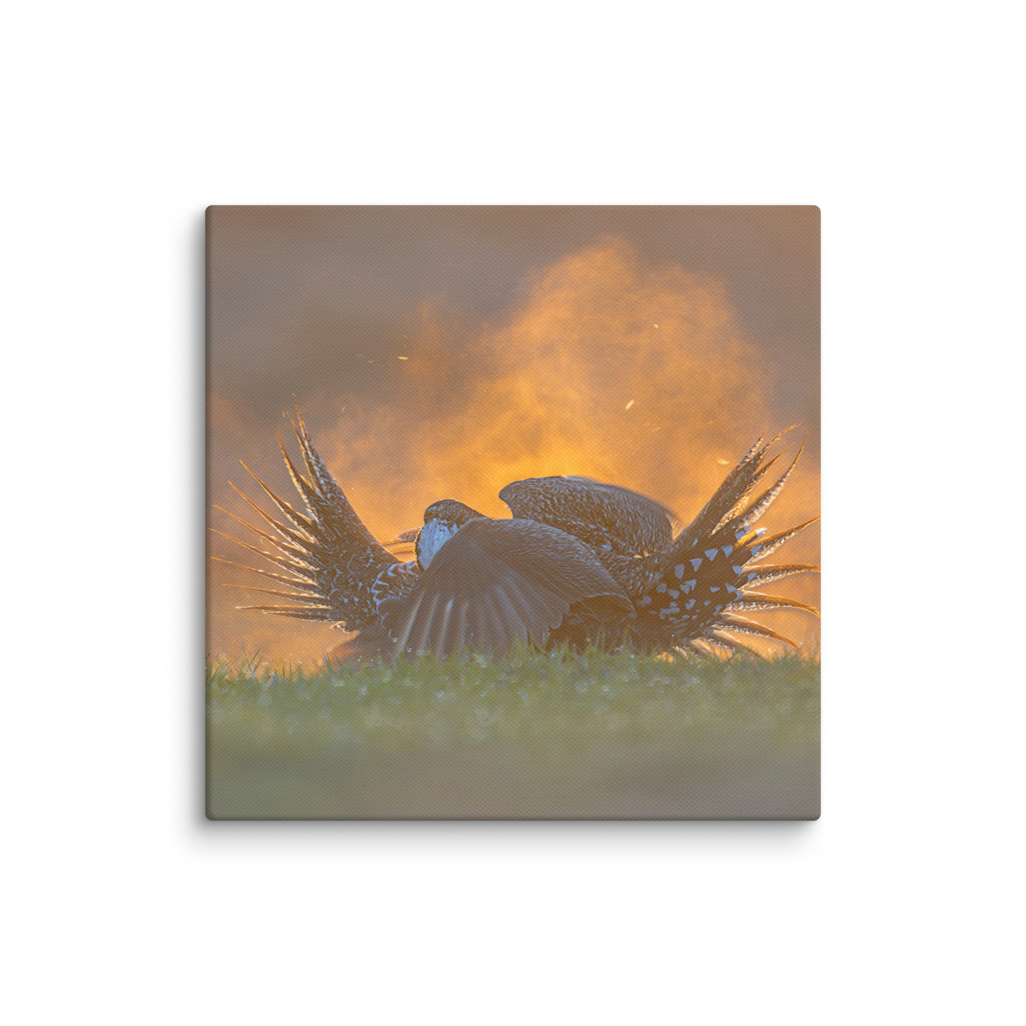 Sage Grouse Fight! Canvas - Image 21