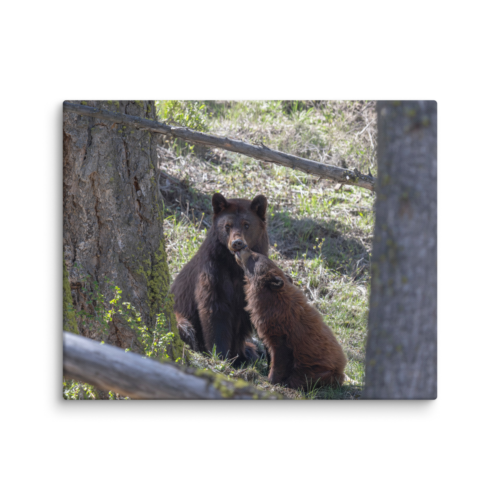 Cinnamon bear! Canvas - Image 27