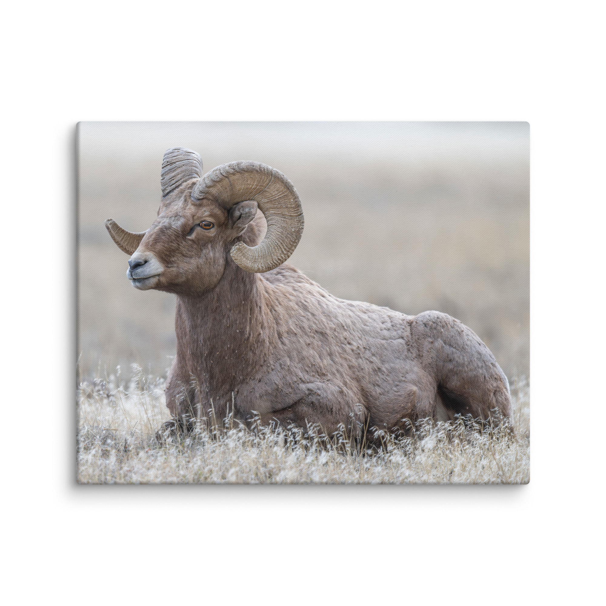 Big Horn Sheep! Canvas - Image 13