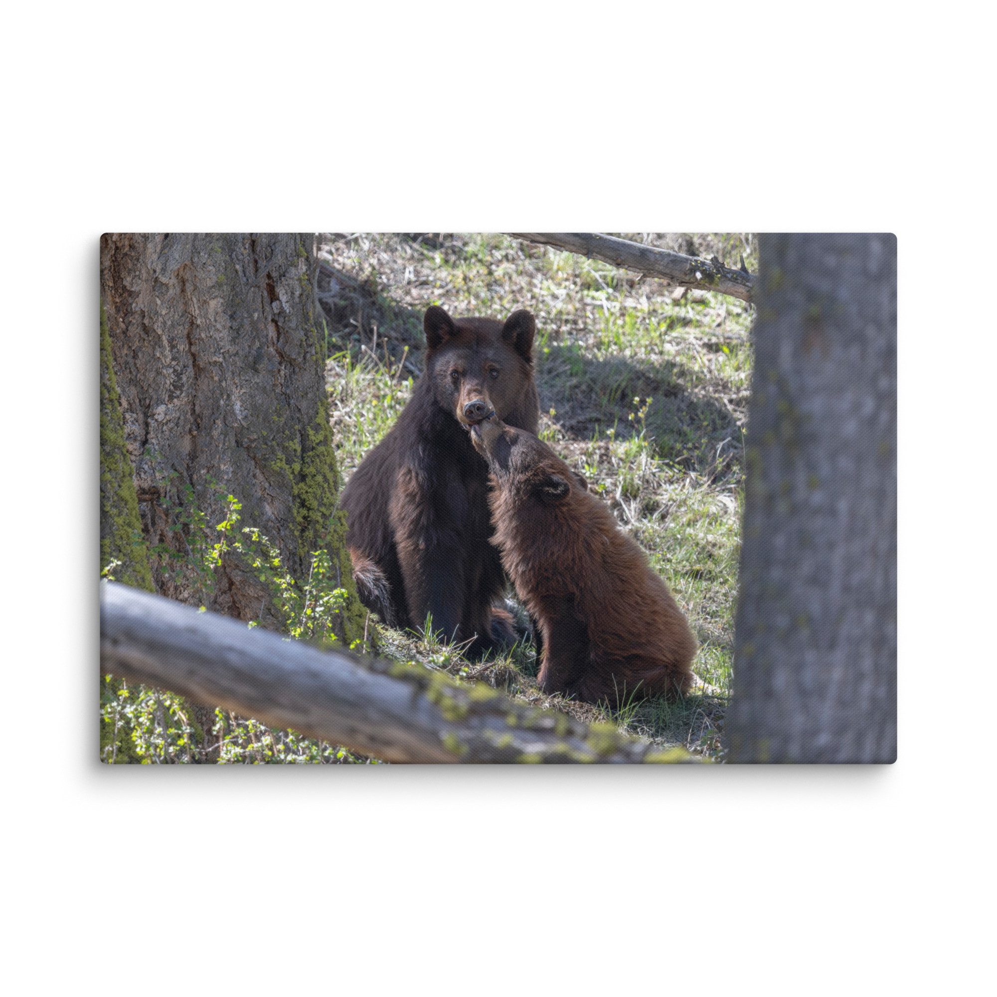 Cinnamon bear! Canvas - Image 7