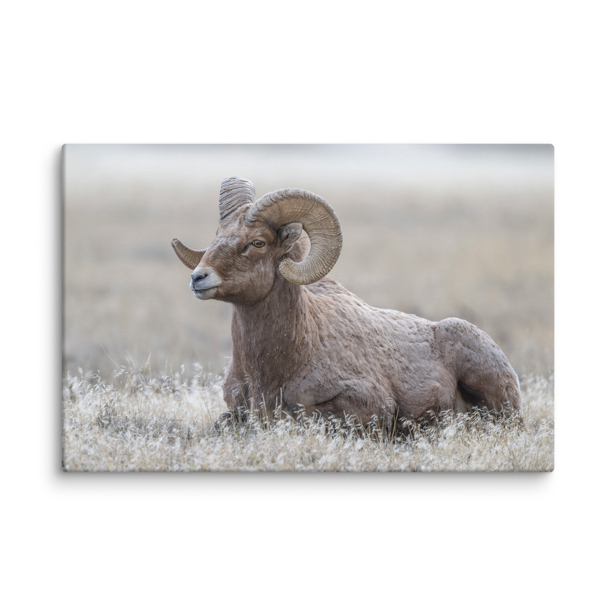 Big Horn Sheep! Canvas - Image 4