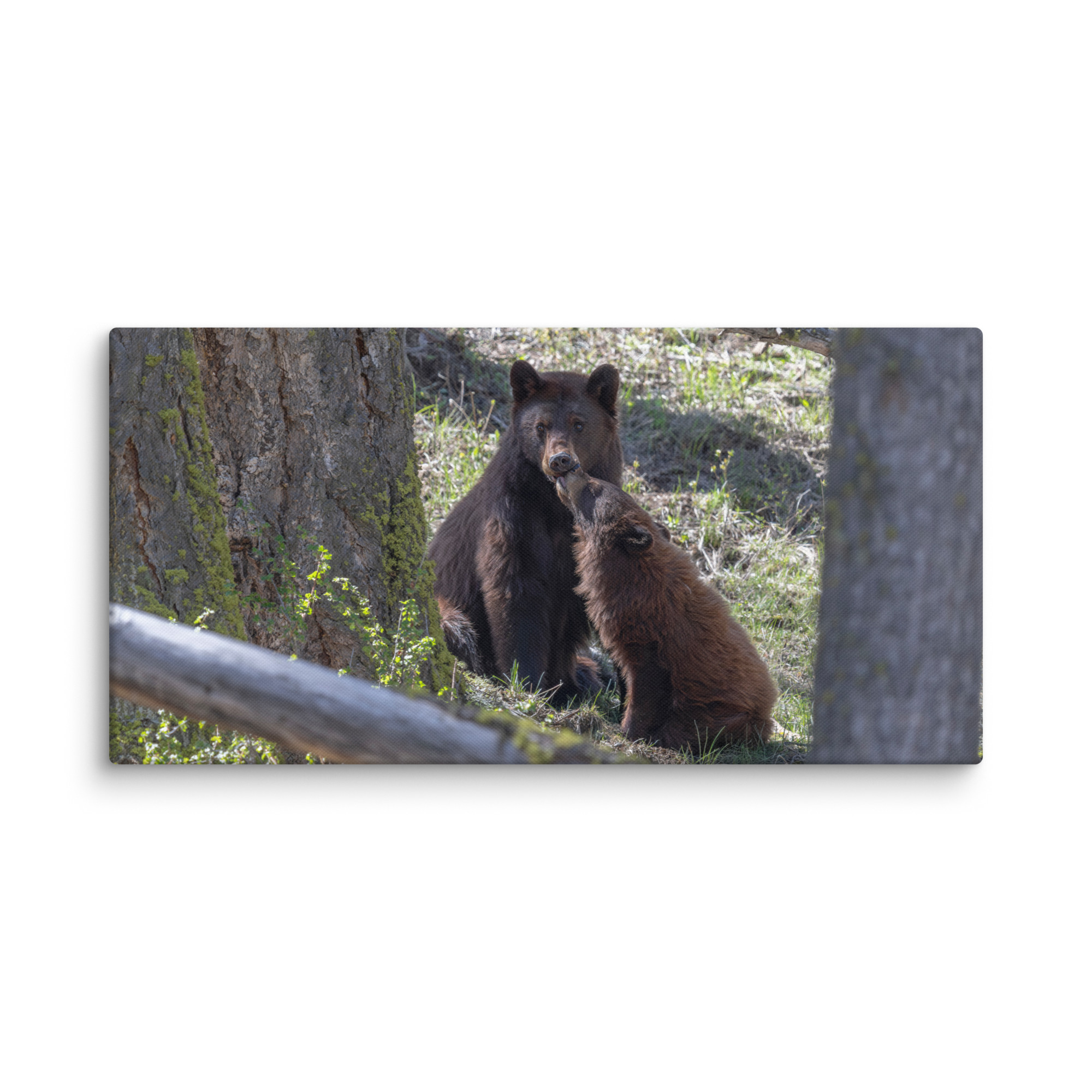 Cinnamon bear! Canvas - Image 8