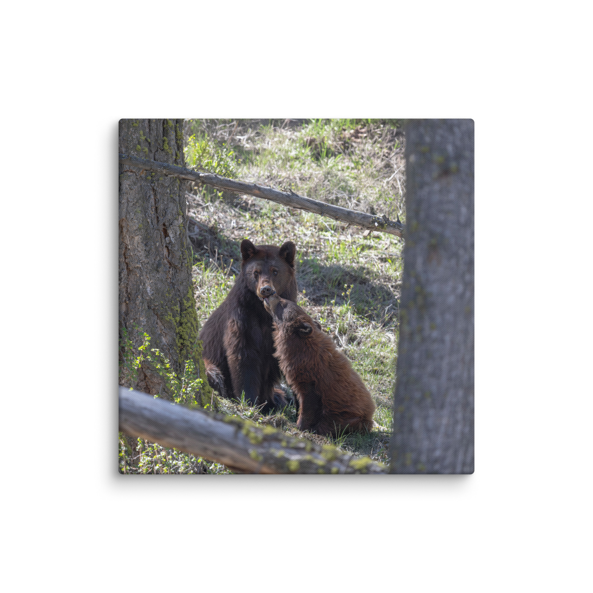 Cinnamon bear! Canvas - Image 9