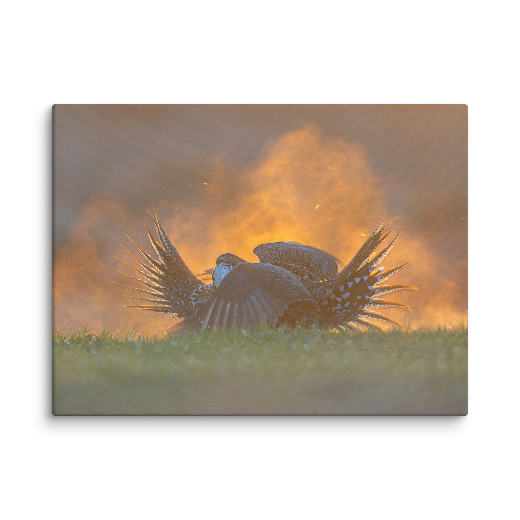 Sage Grouse Fight! Canvas - Image 23