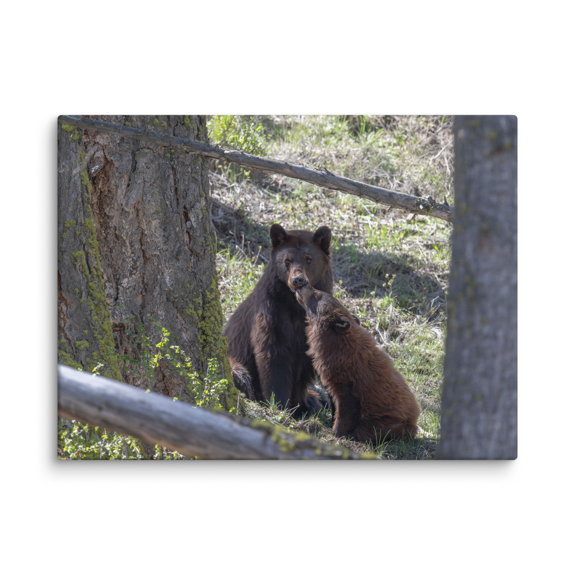 Cinnamon bear! Canvas - Image 28