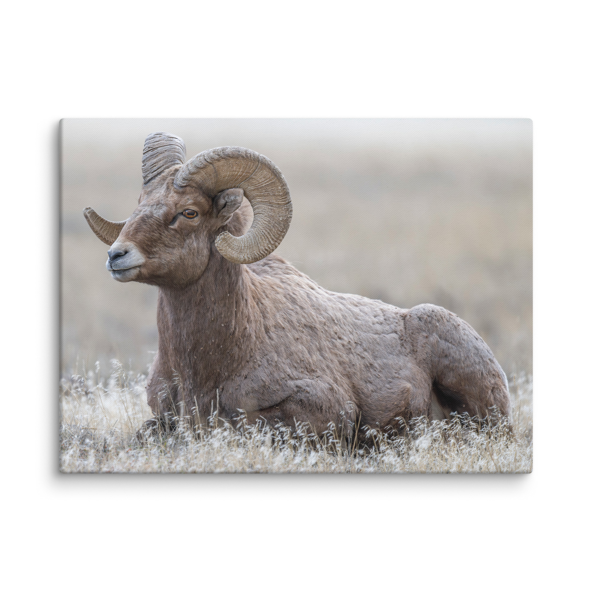 Big Horn Sheep! Canvas - Image 14