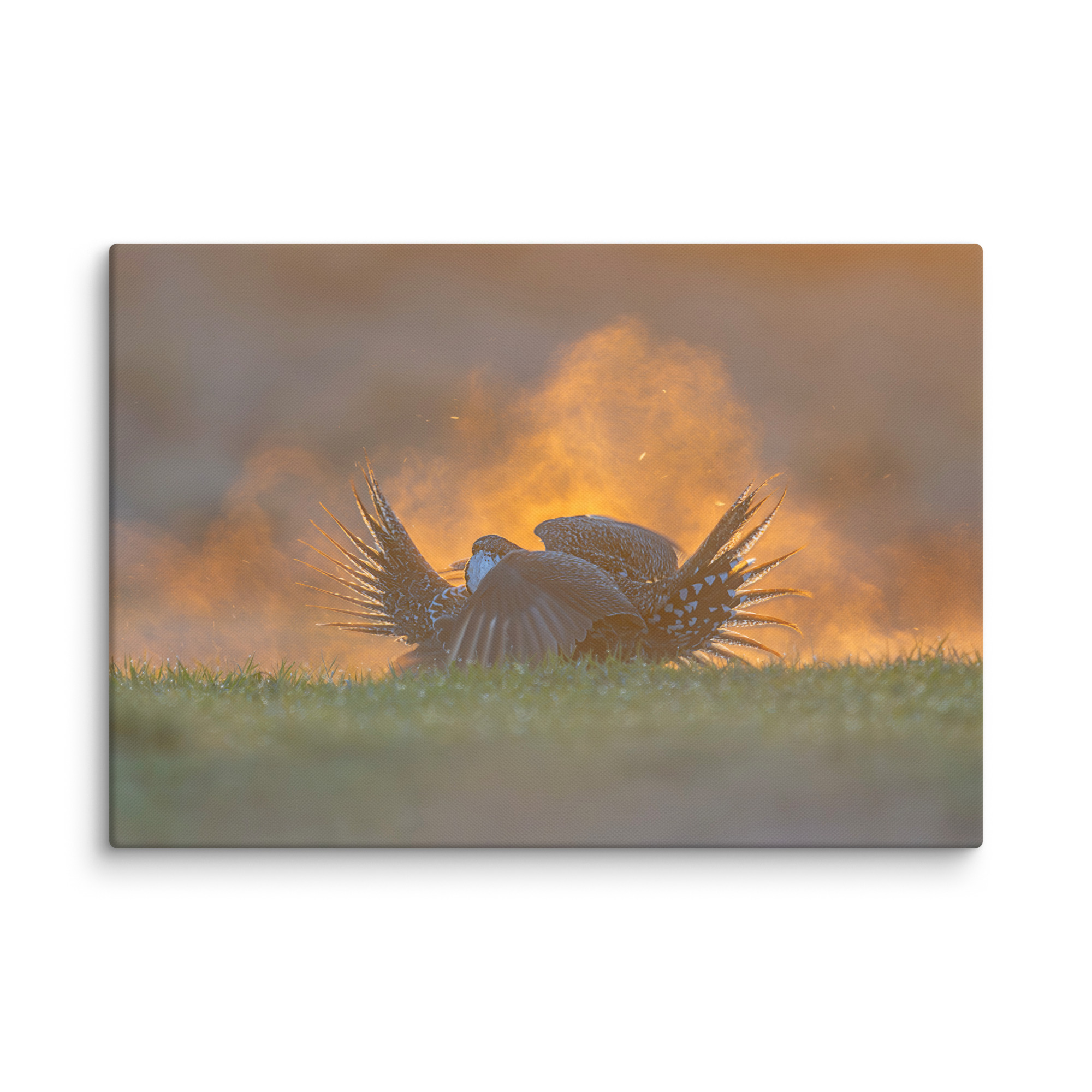 Sage Grouse Fight! Canvas - Image 9