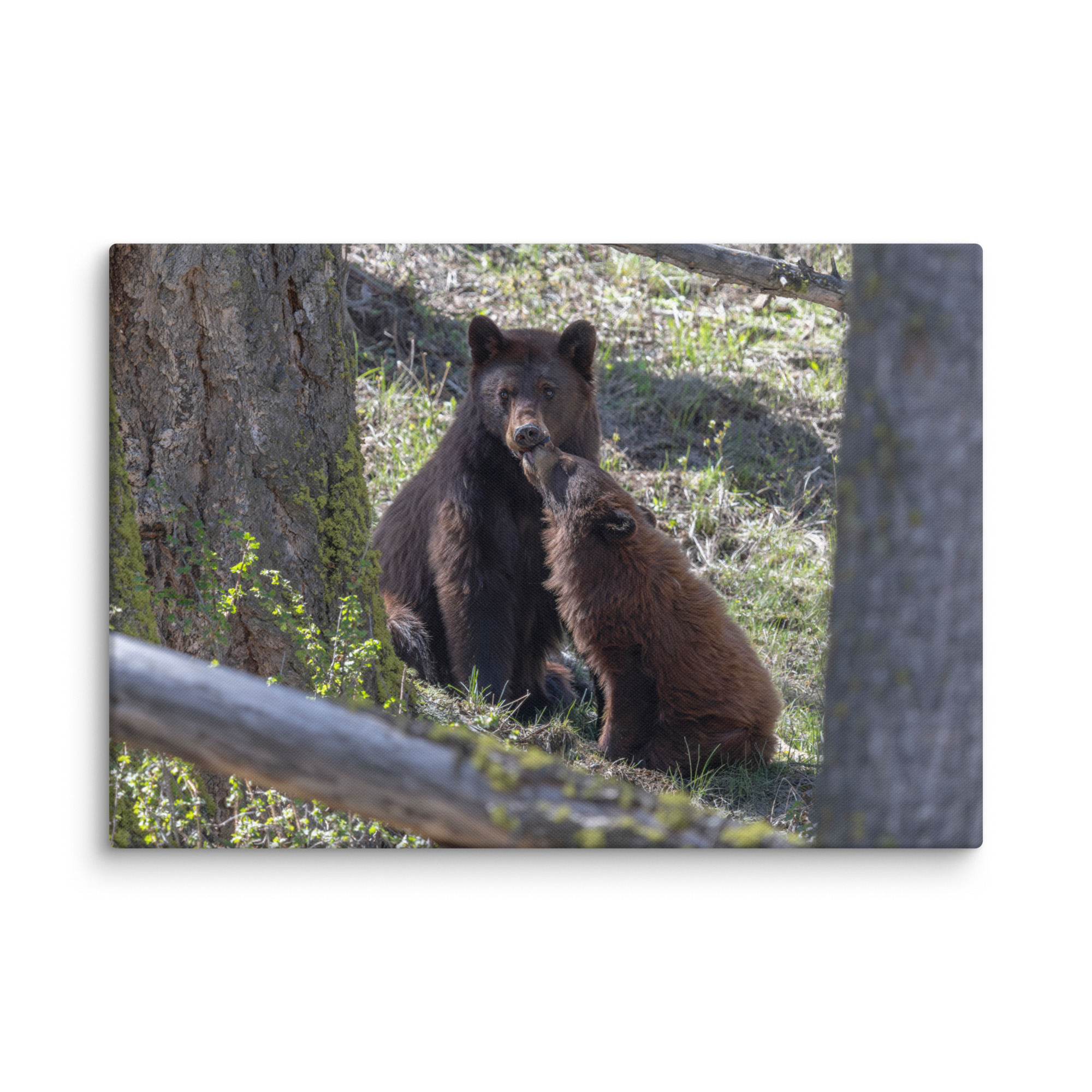Cinnamon bear! Canvas - Image 10