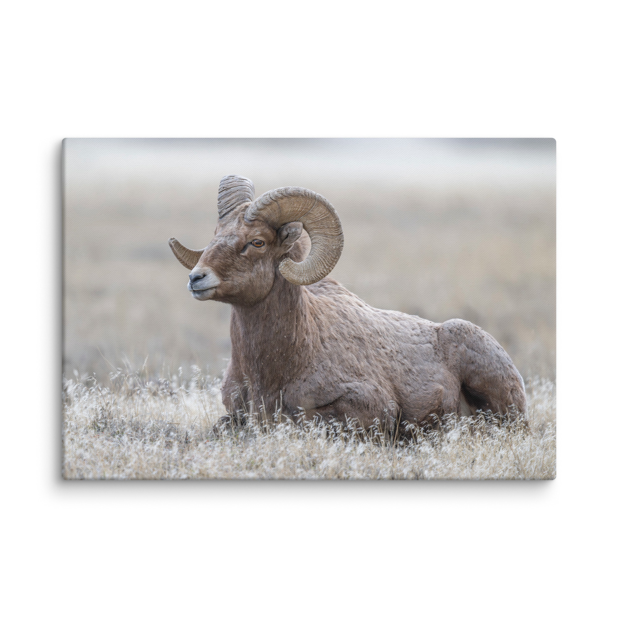 Big Horn Sheep! Canvas - Image 5