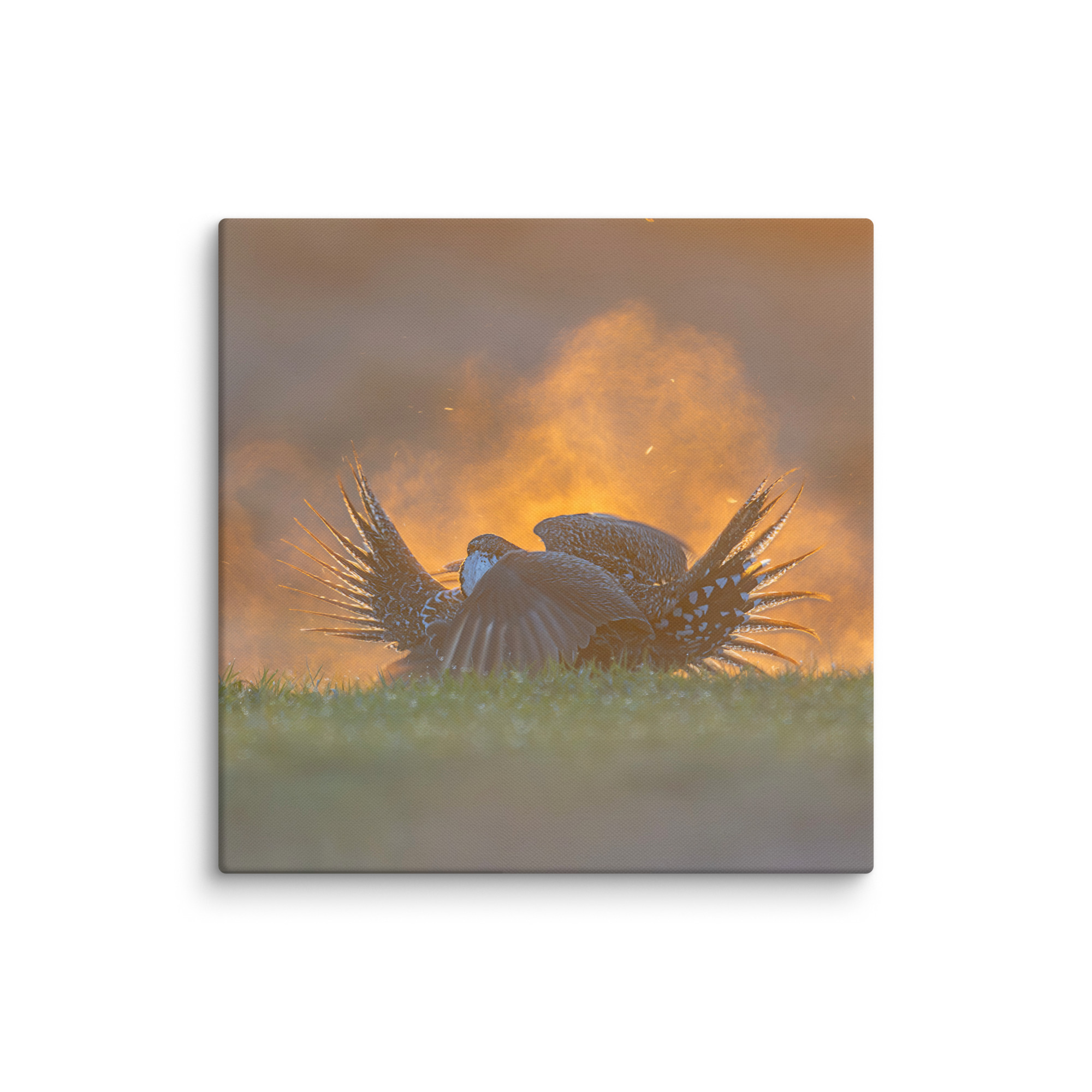 Sage Grouse Fight! Canvas - Image 10