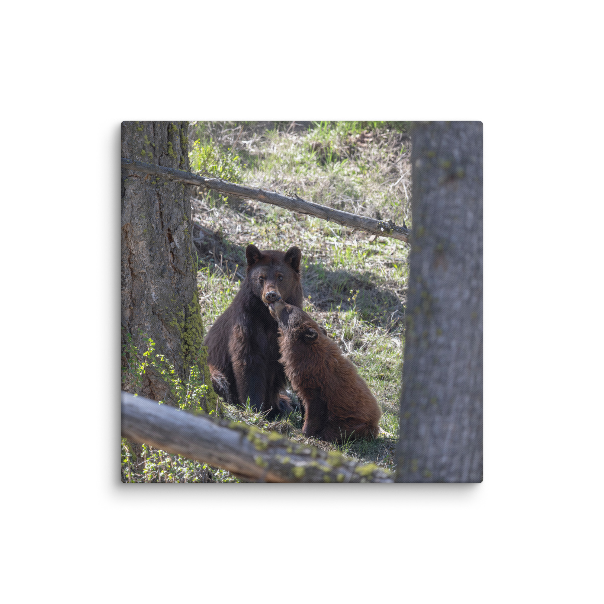 Cinnamon bear! Canvas - Image 11