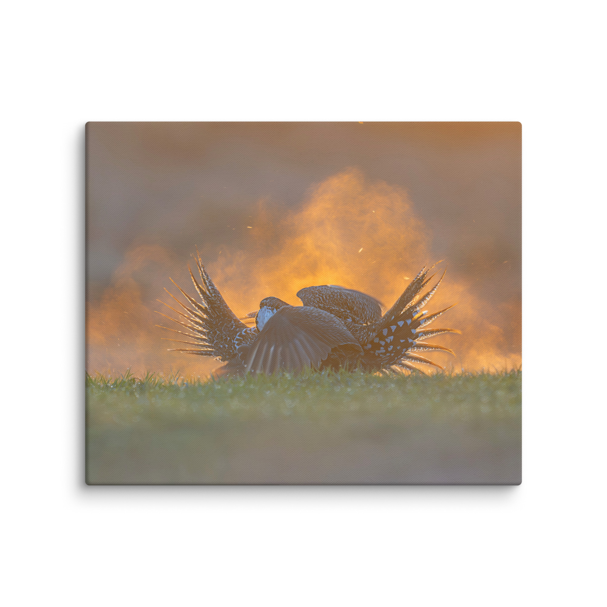 Sage Grouse Fight! Canvas - Image 11