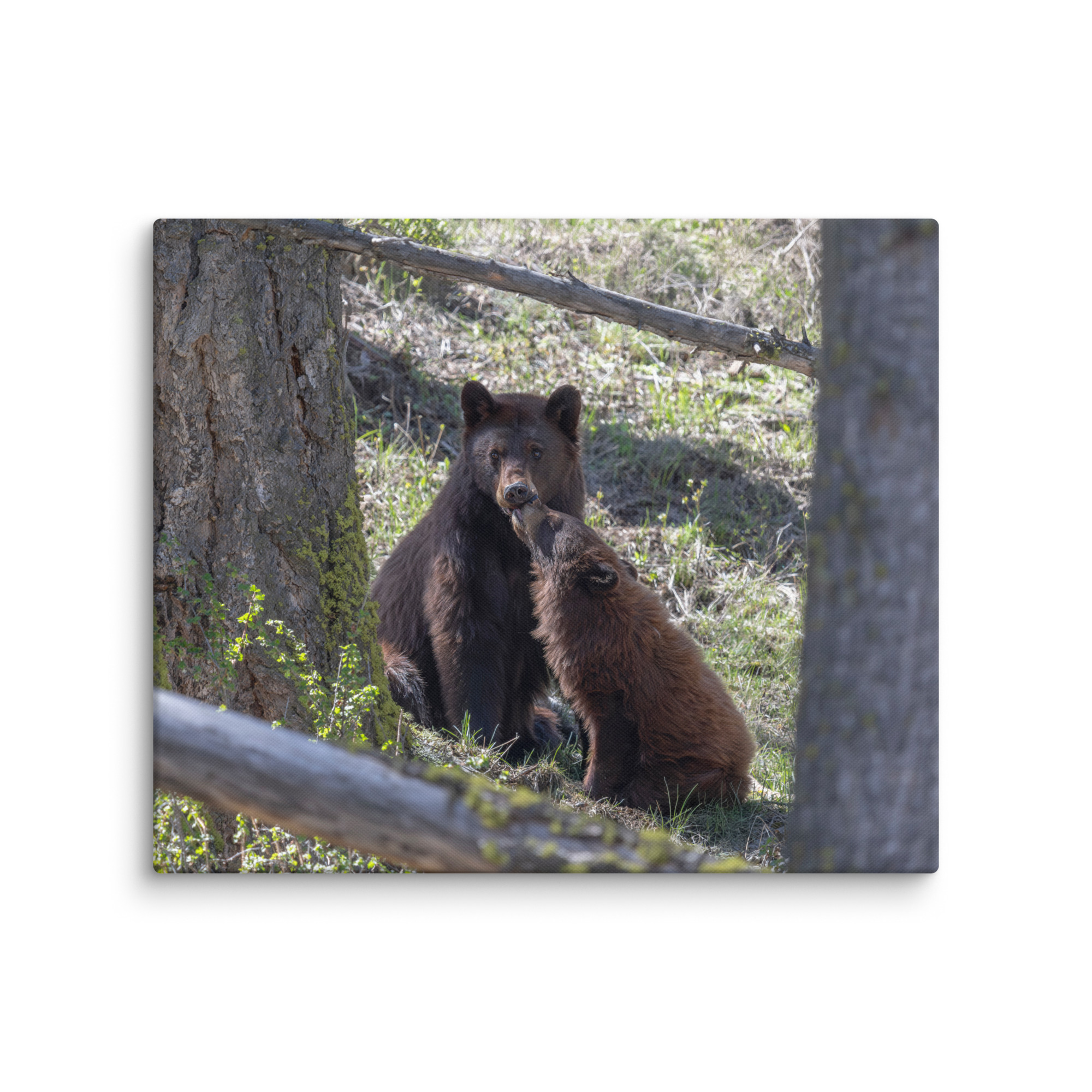 Cinnamon bear! Canvas - Image 12