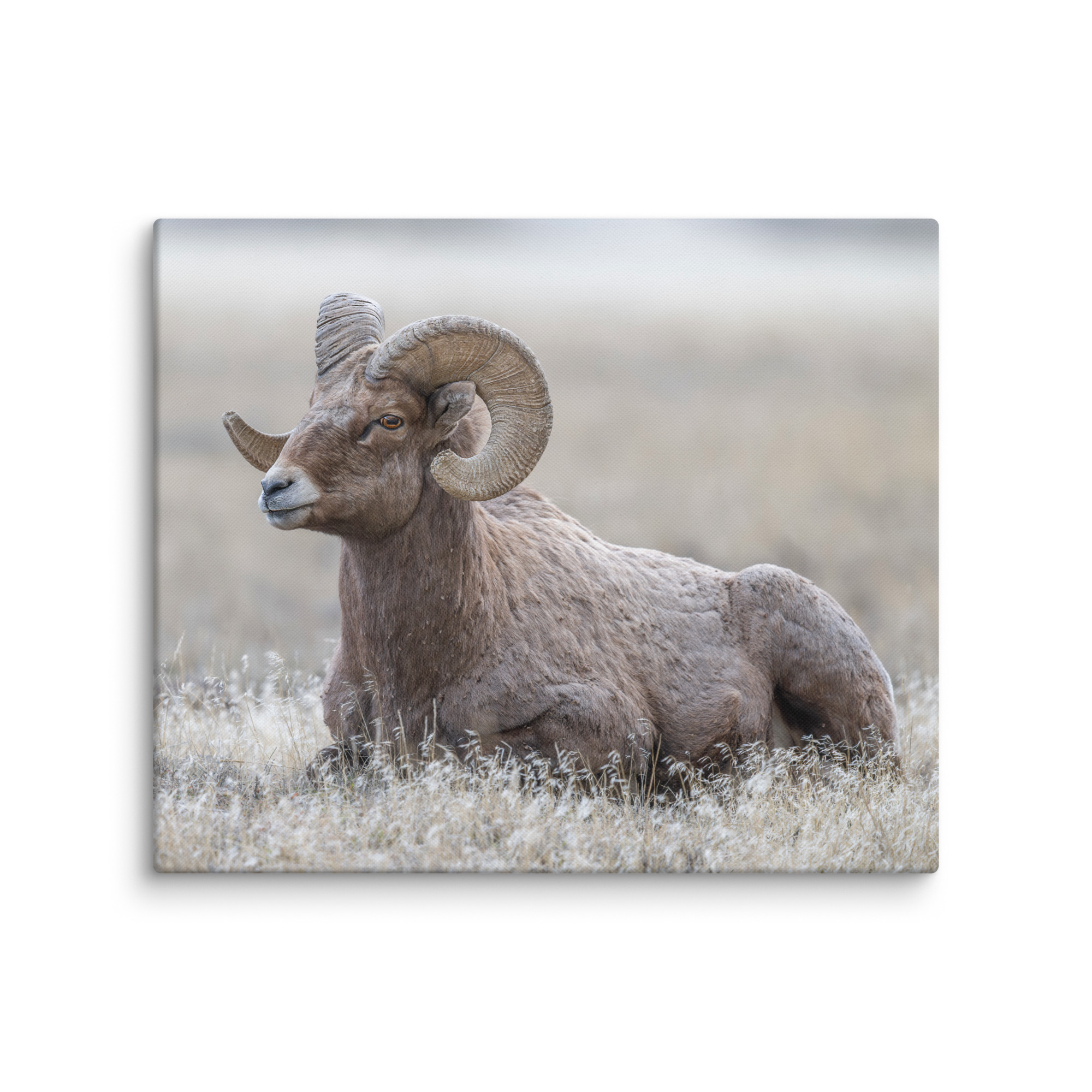 Big Horn Sheep! Canvas - Image 6