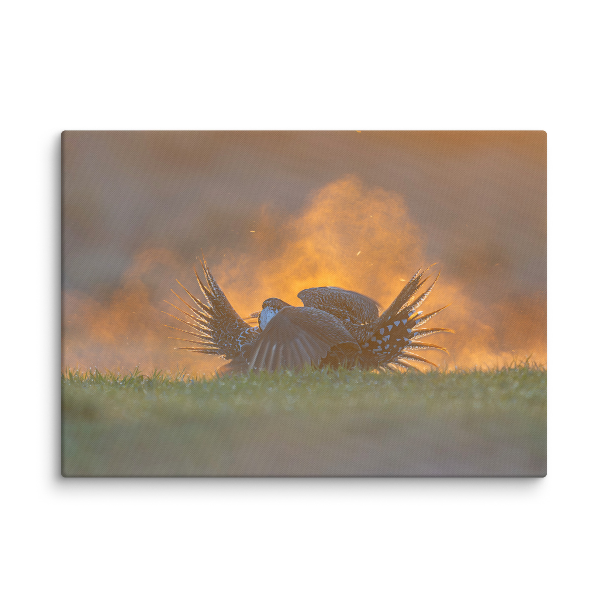 Sage Grouse Fight! Canvas - Image 12