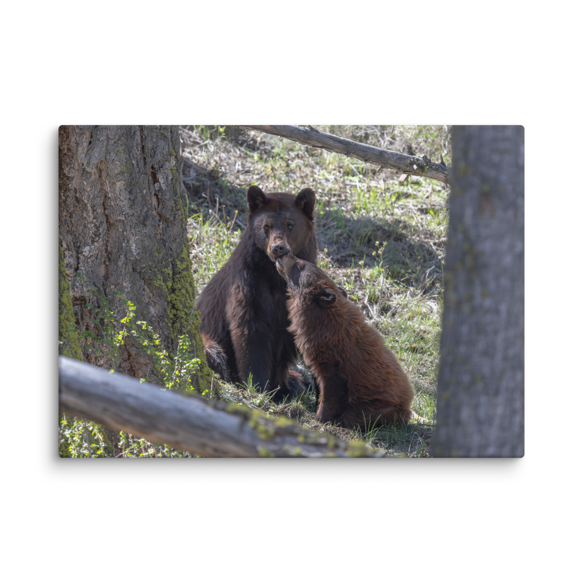 Cinnamon bear! Canvas - Image 13