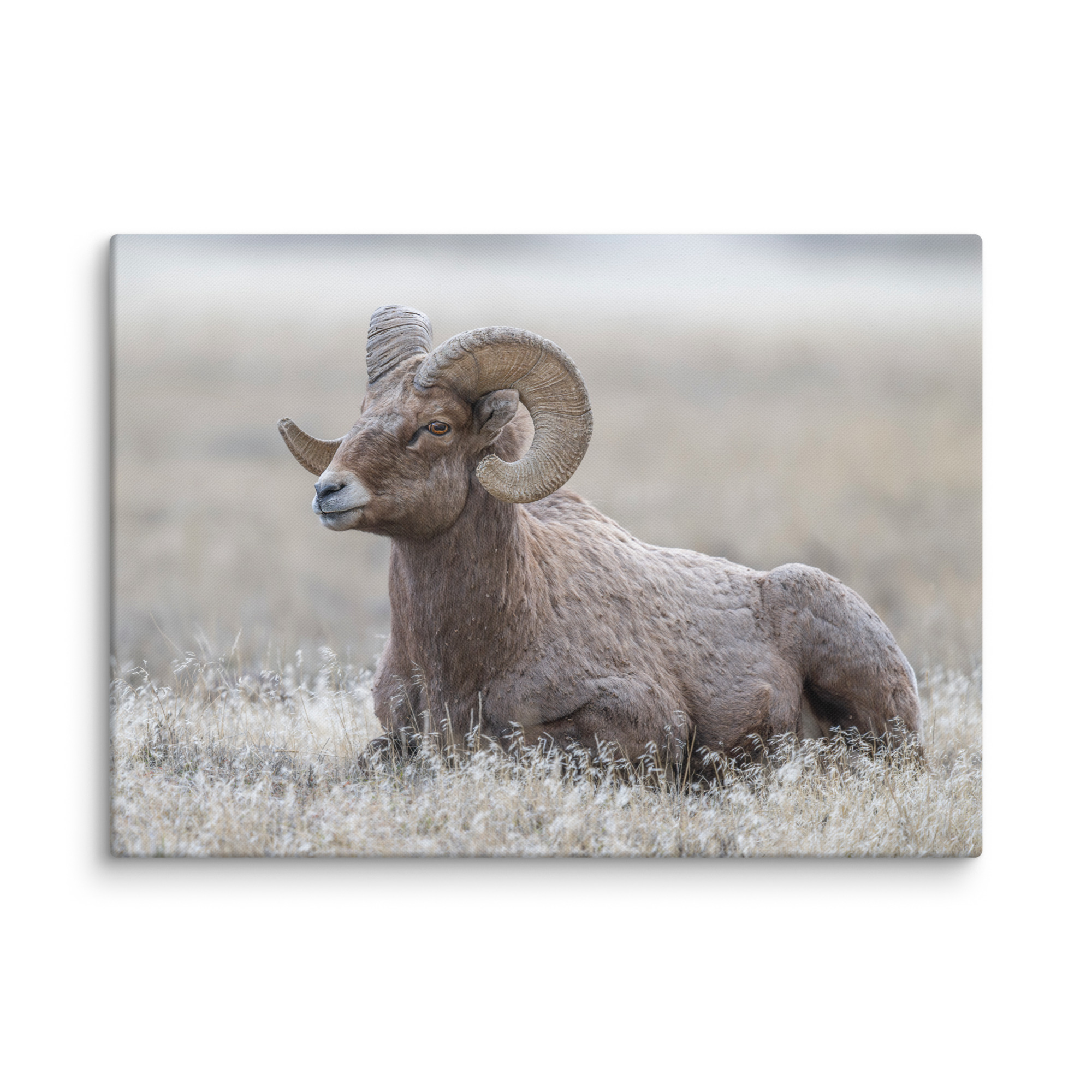 Big Horn Sheep! Canvas - Image 7