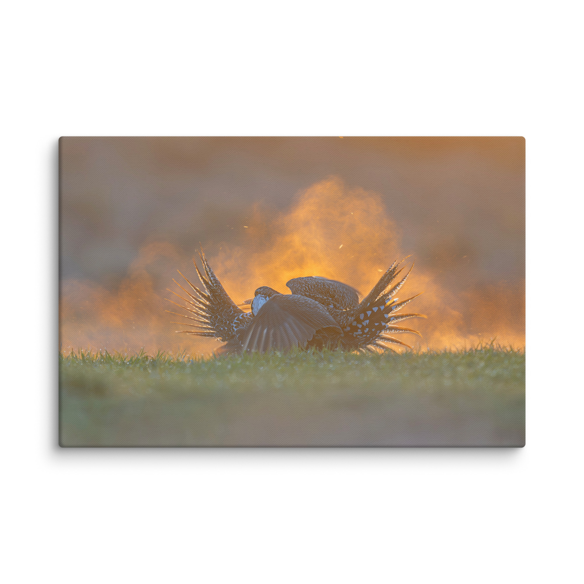 Sage Grouse Fight! Canvas - Image 13