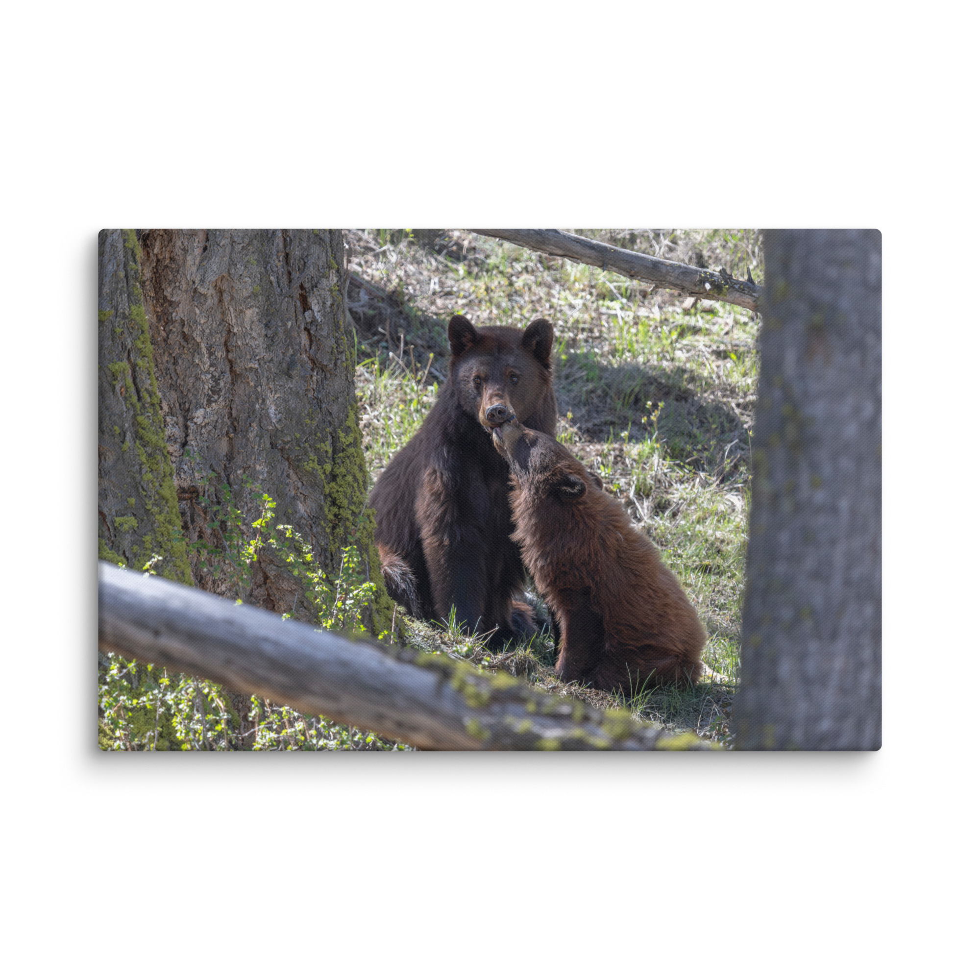 Cinnamon bear! Canvas - Image 14