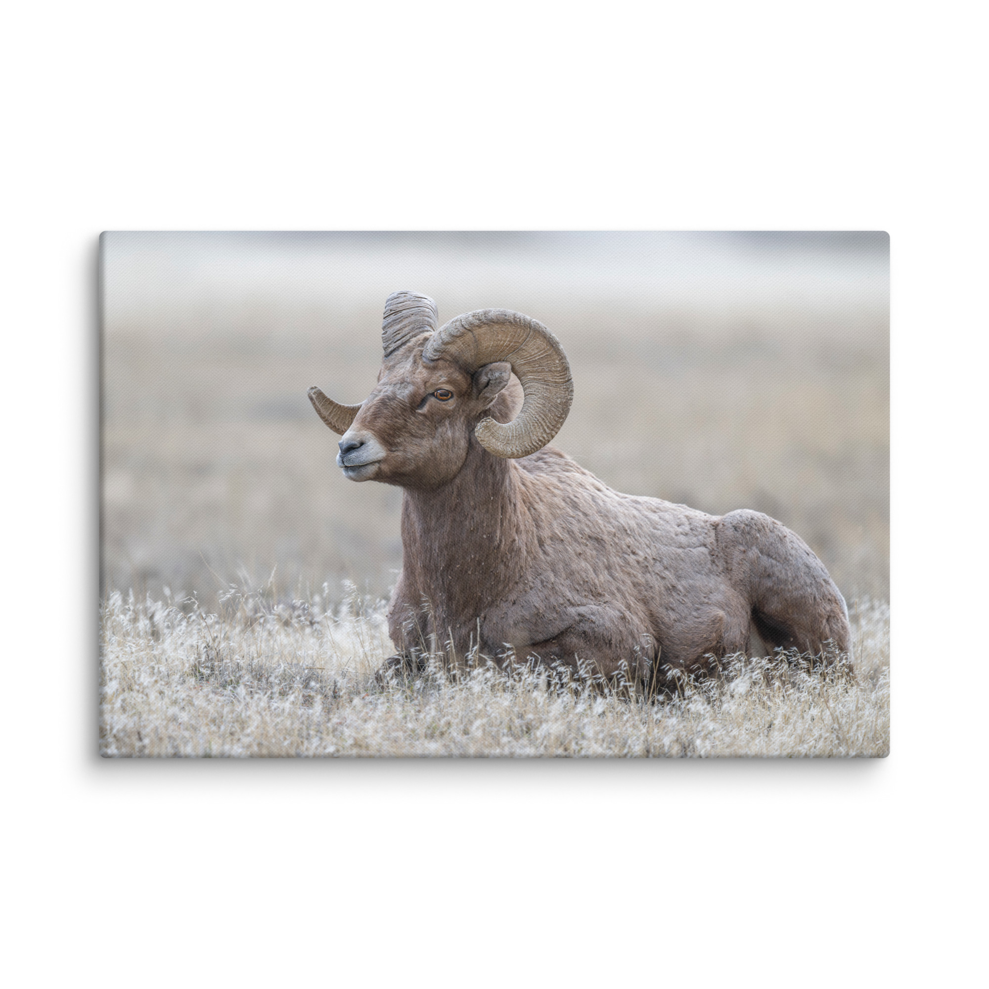 Big Horn Sheep! Canvas - Image 8