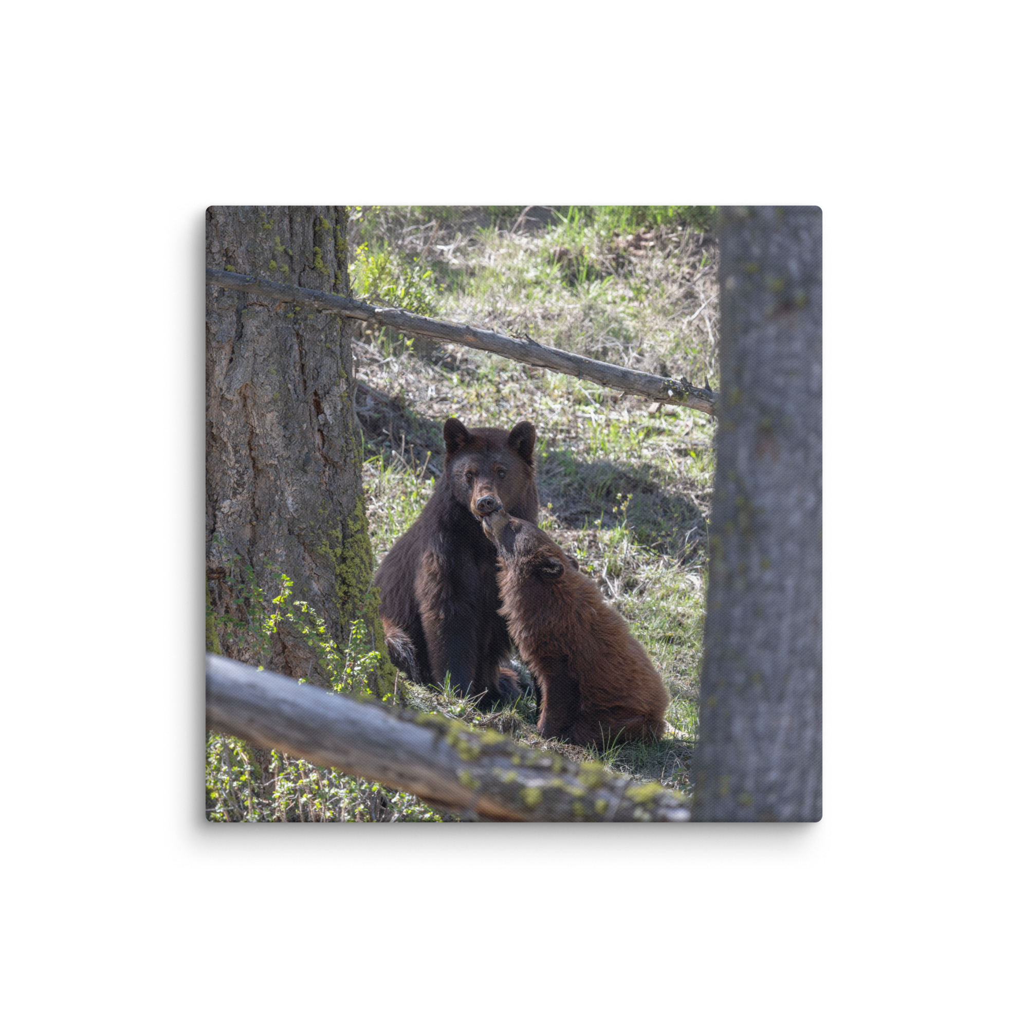 Cinnamon bear! Canvas - Image 15
