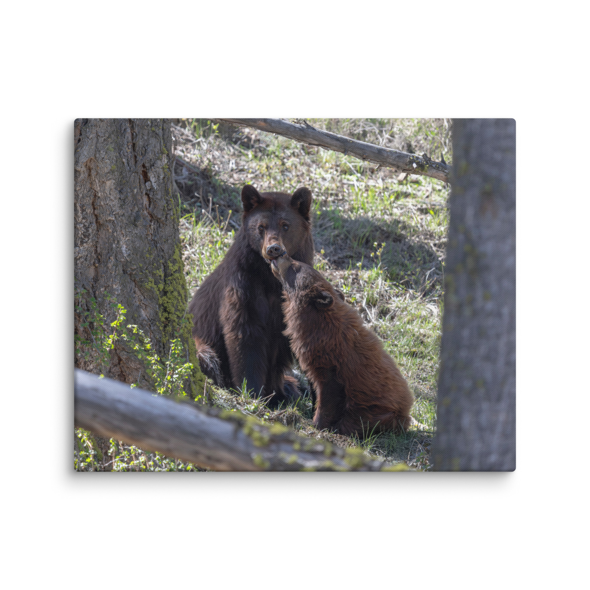 Cinnamon bear! Canvas - Image 16
