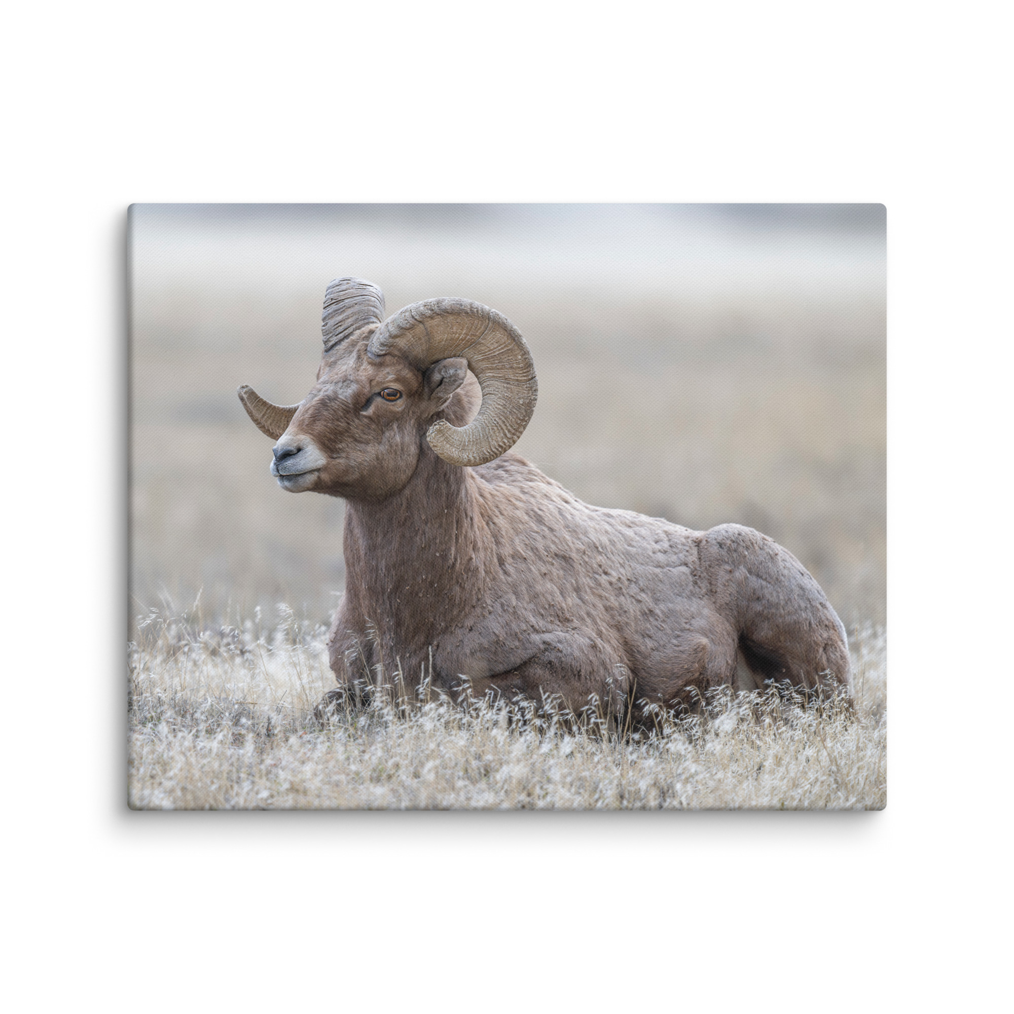 Big Horn Sheep! Canvas - Image 9