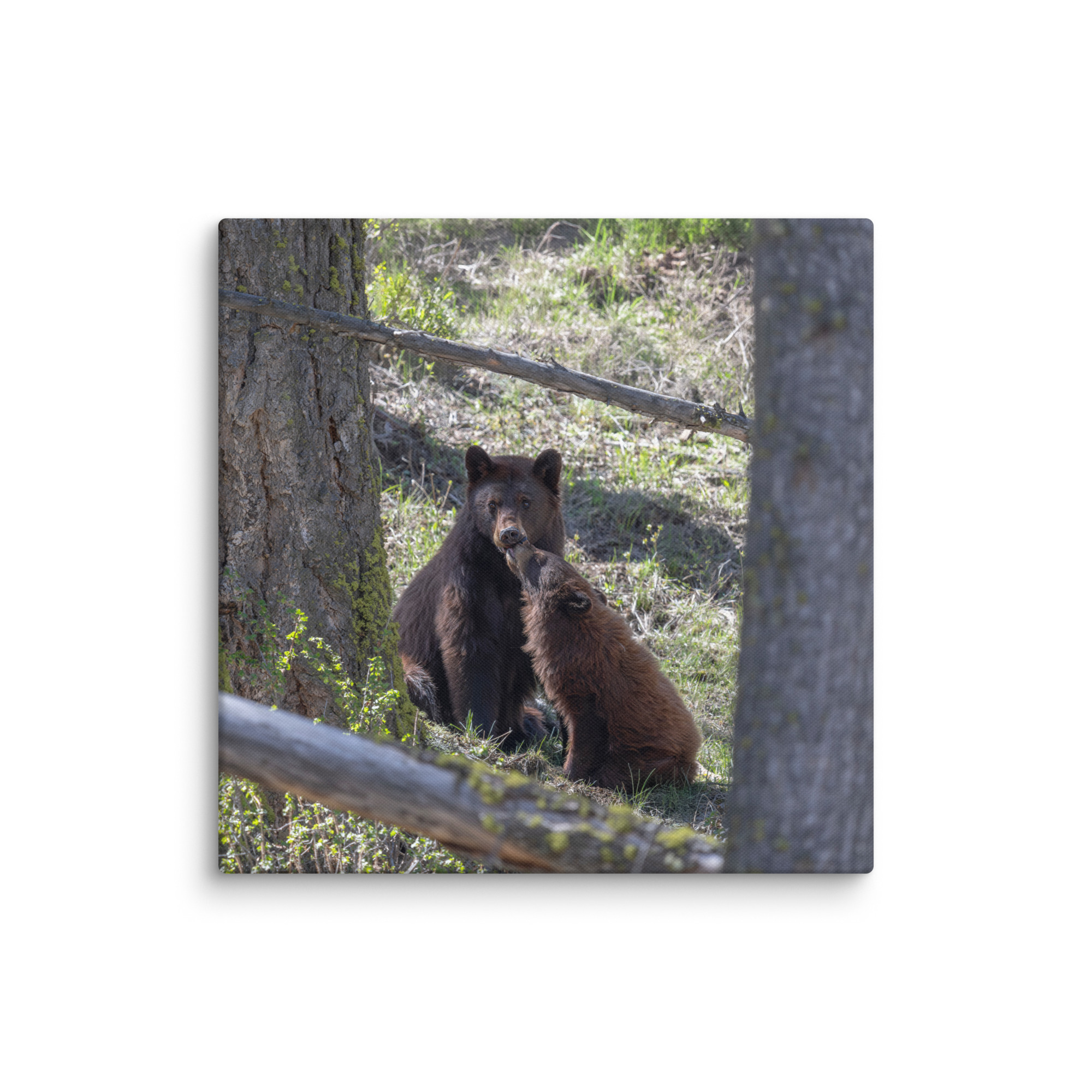 Cinnamon bear! Canvas - Image 17
