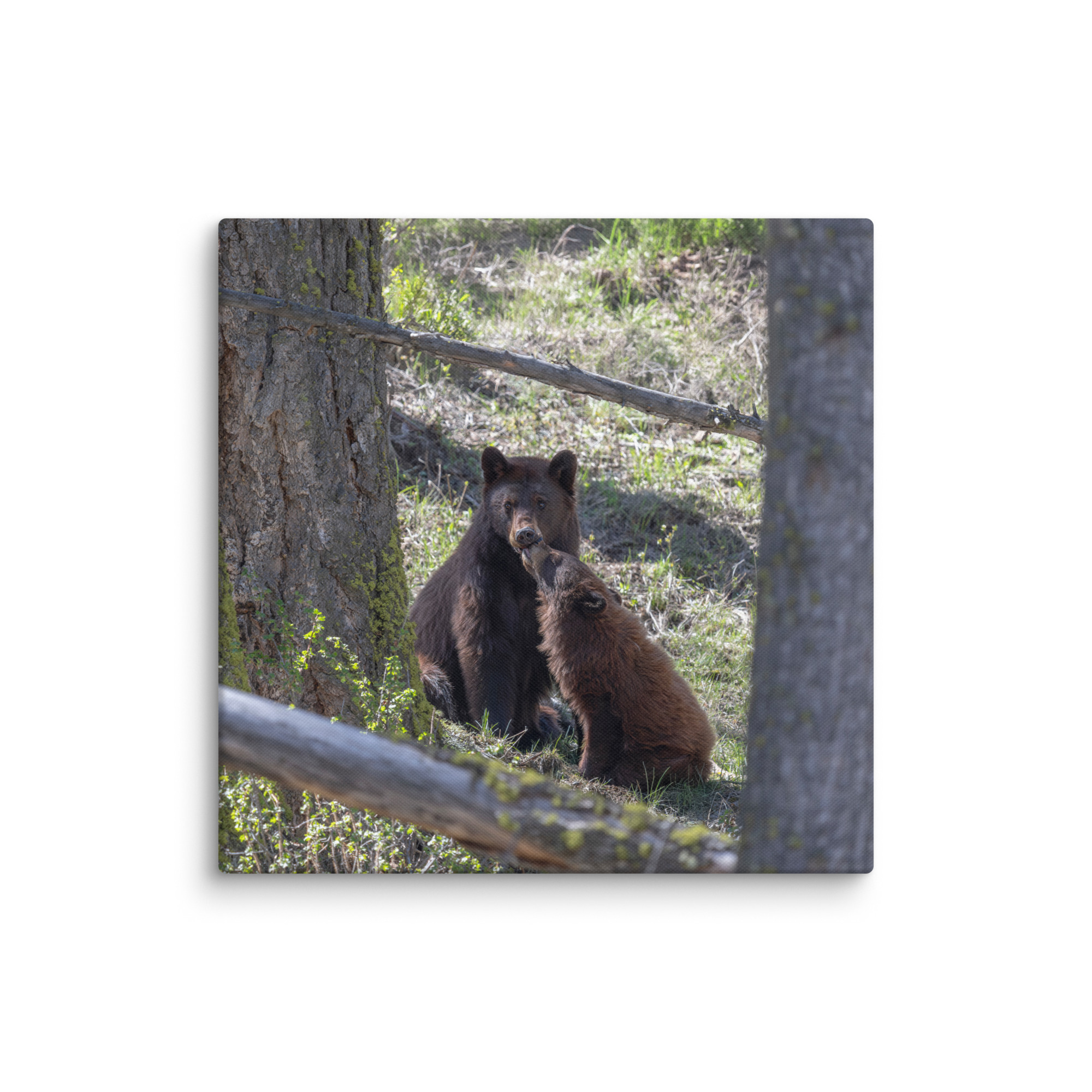 Cinnamon bear! Canvas - Image 18