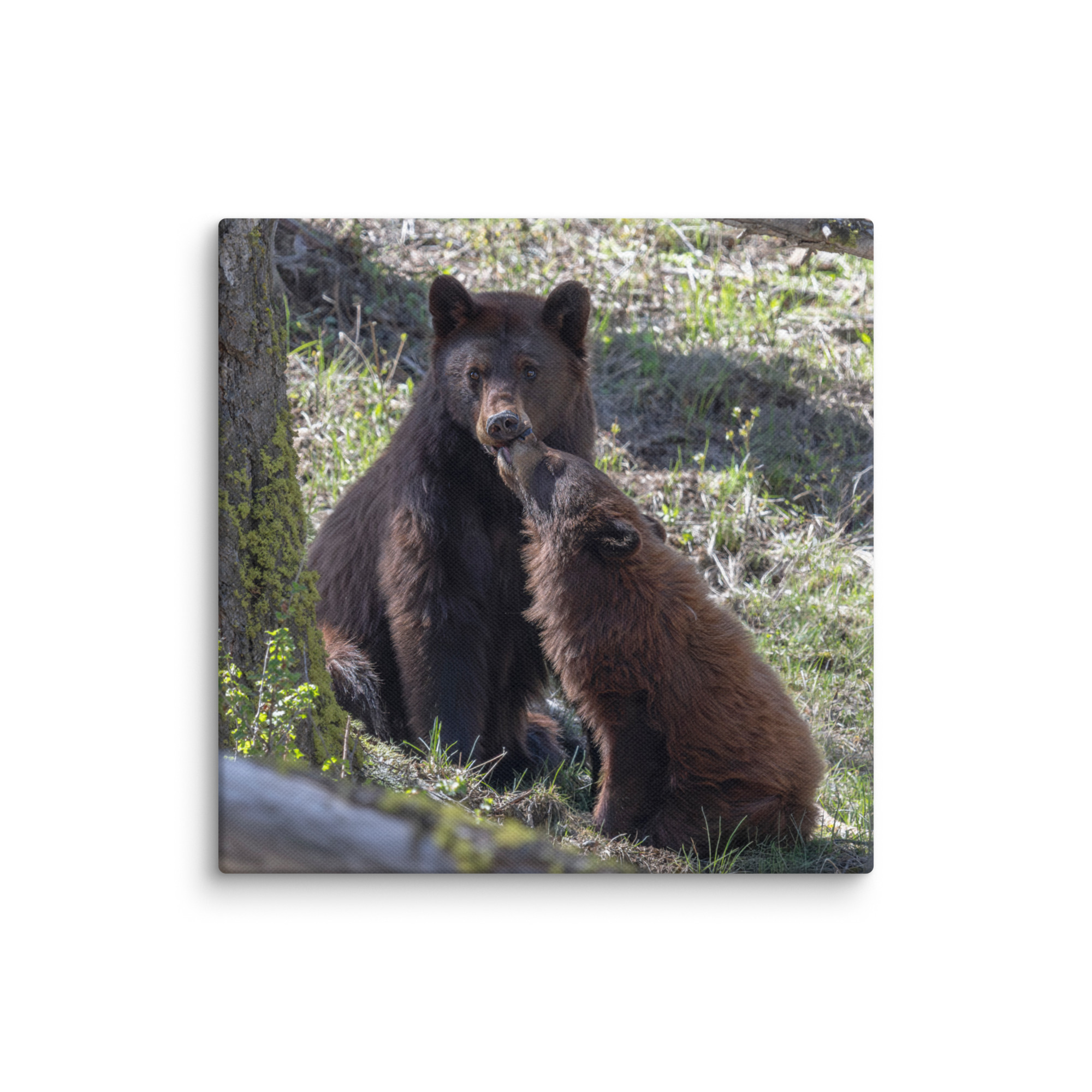 Cinnamon bear! Canvas - Image 19