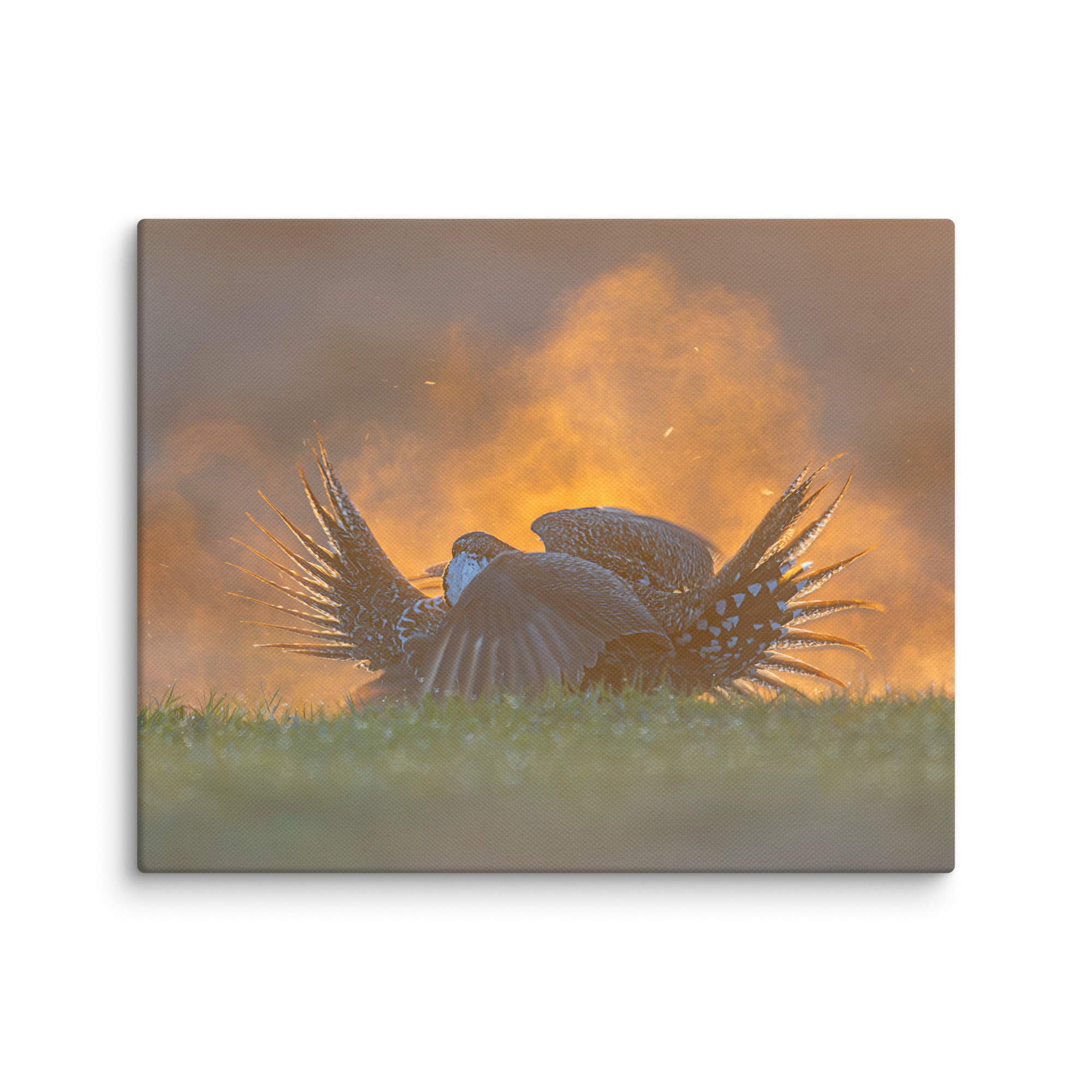 Sage Grouse Fight! Canvas - Image 15