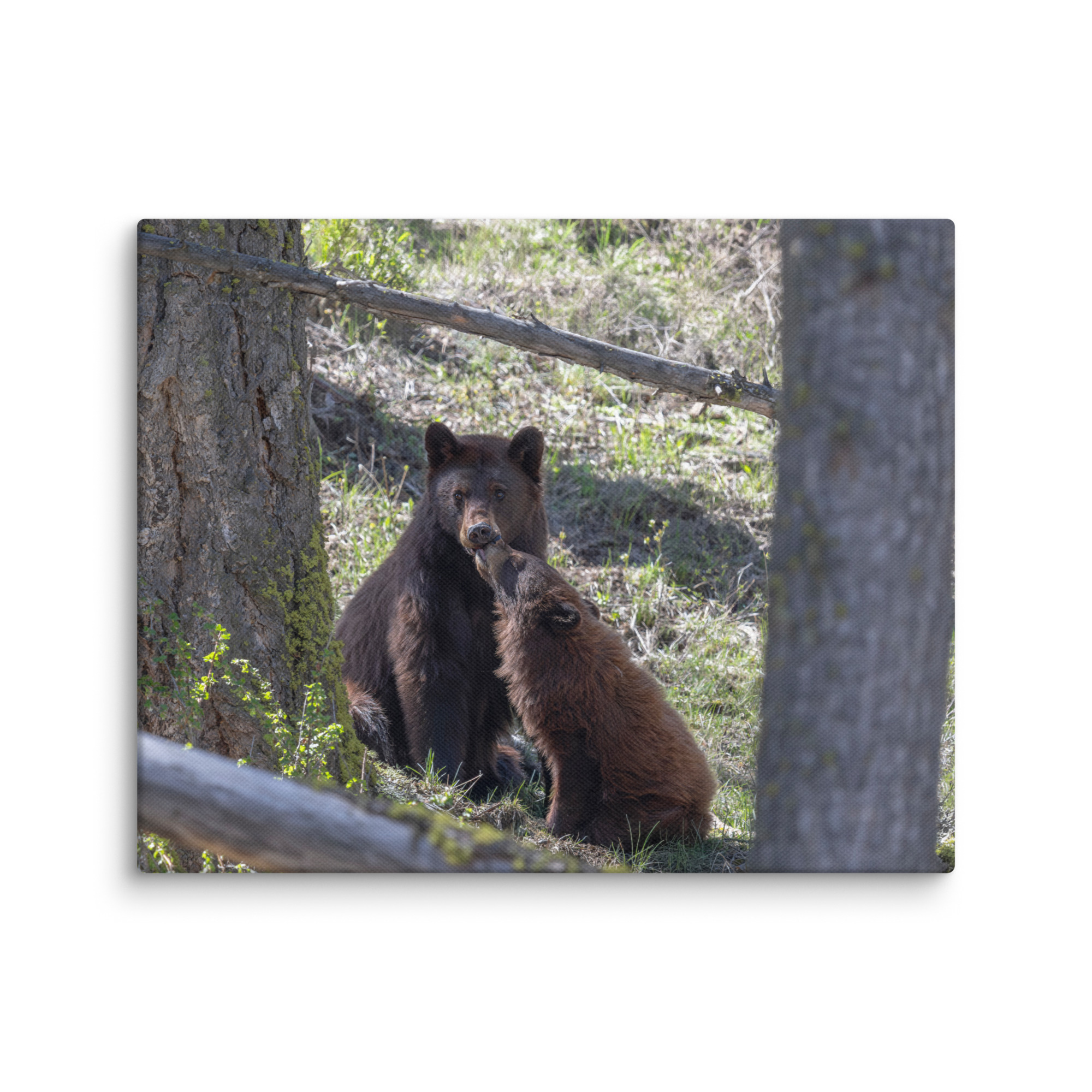 Cinnamon bear! Canvas - Image 20