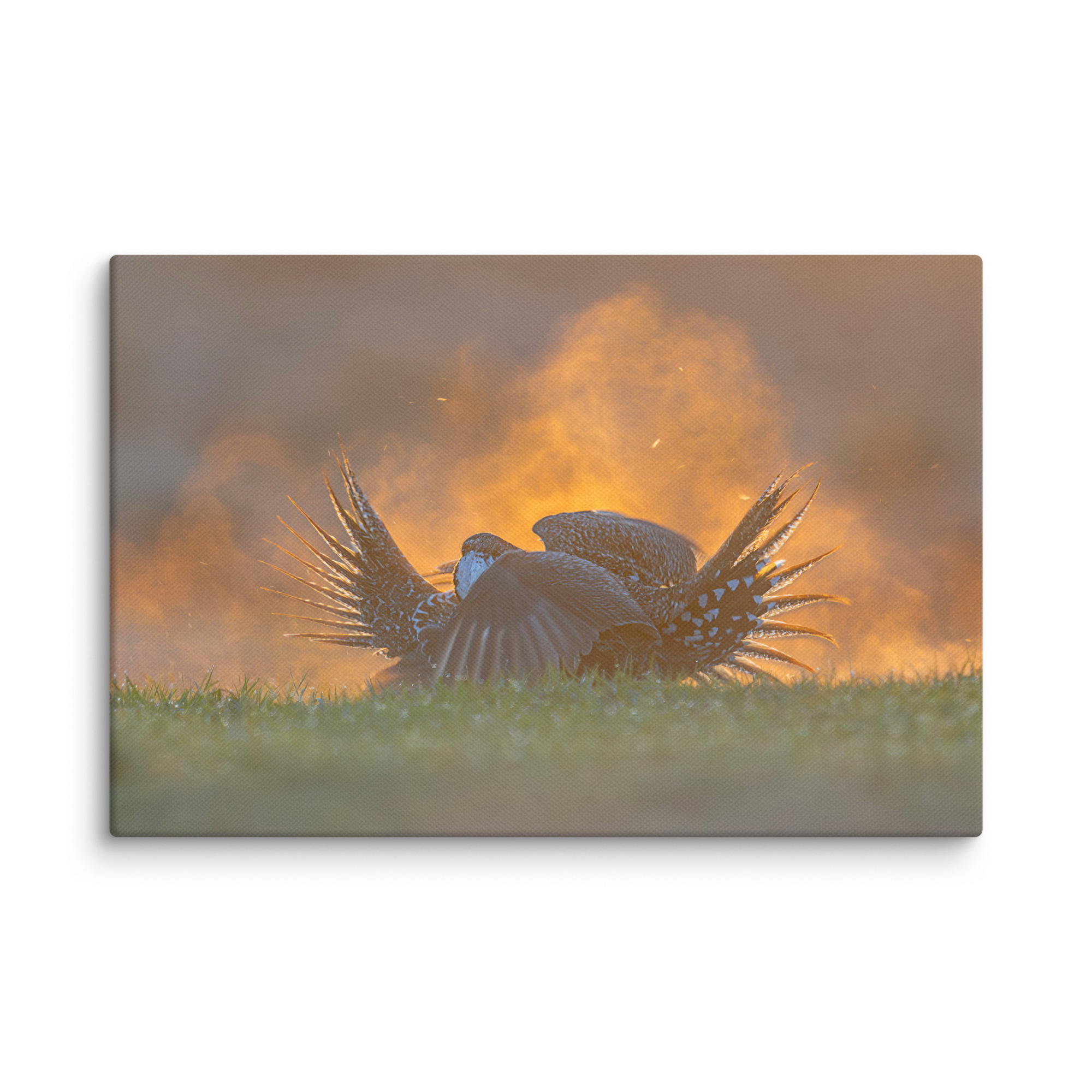 Sage Grouse Fight! Canvas - Image 16