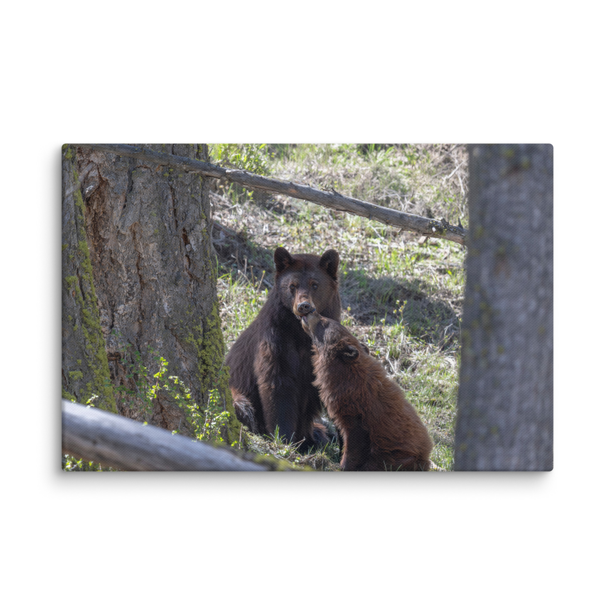 Cinnamon bear! Canvas - Image 21