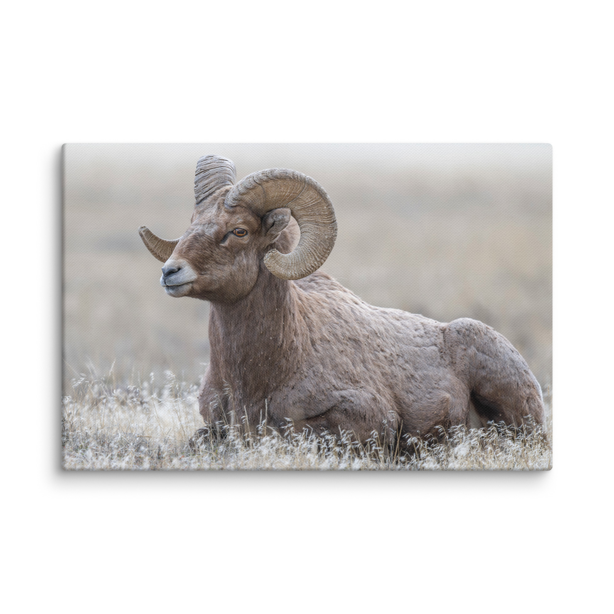 Big Horn Sheep! Canvas - Image 10